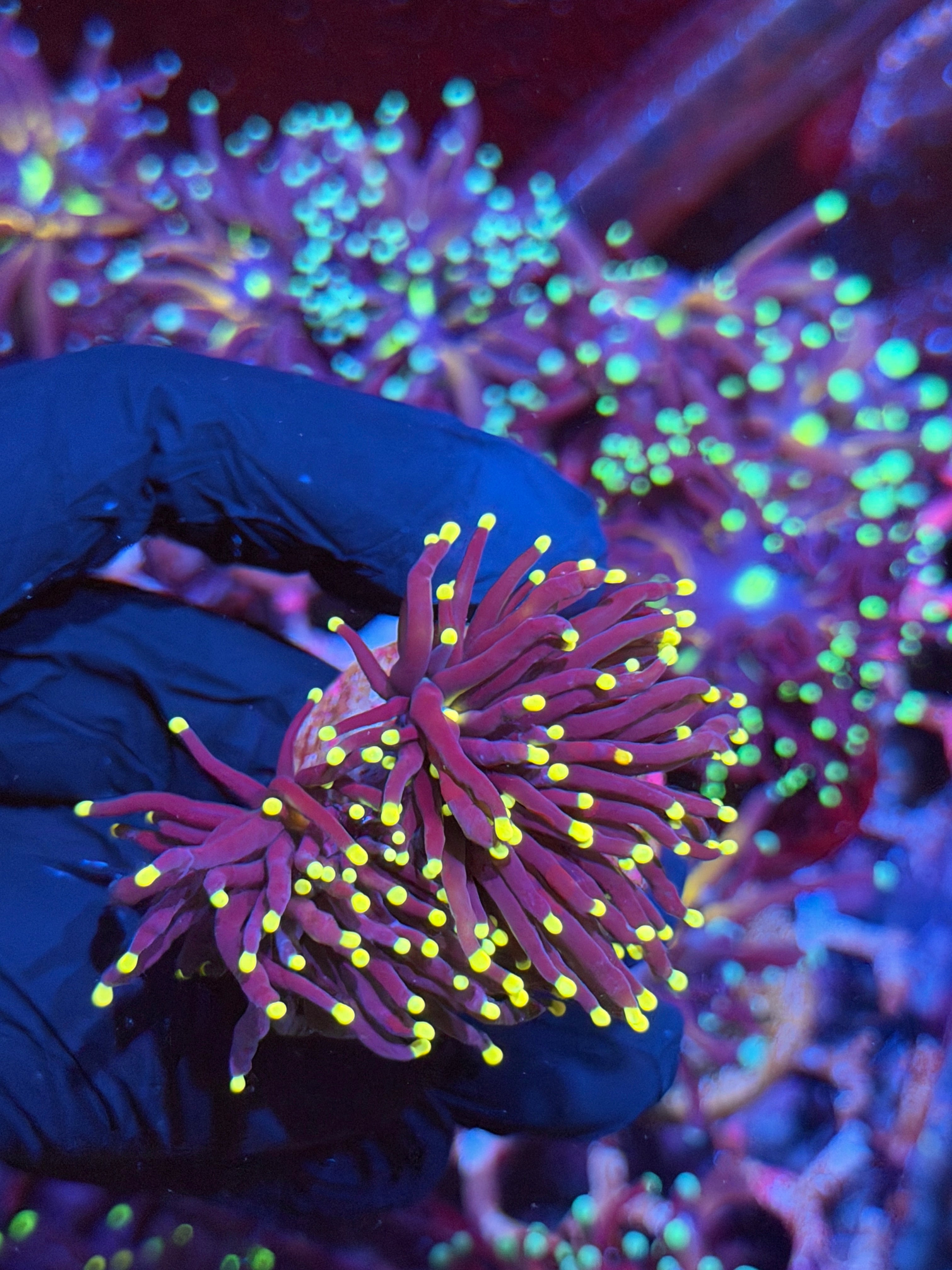 JEA Joker Torch Coral 2 Heads XL 8/29