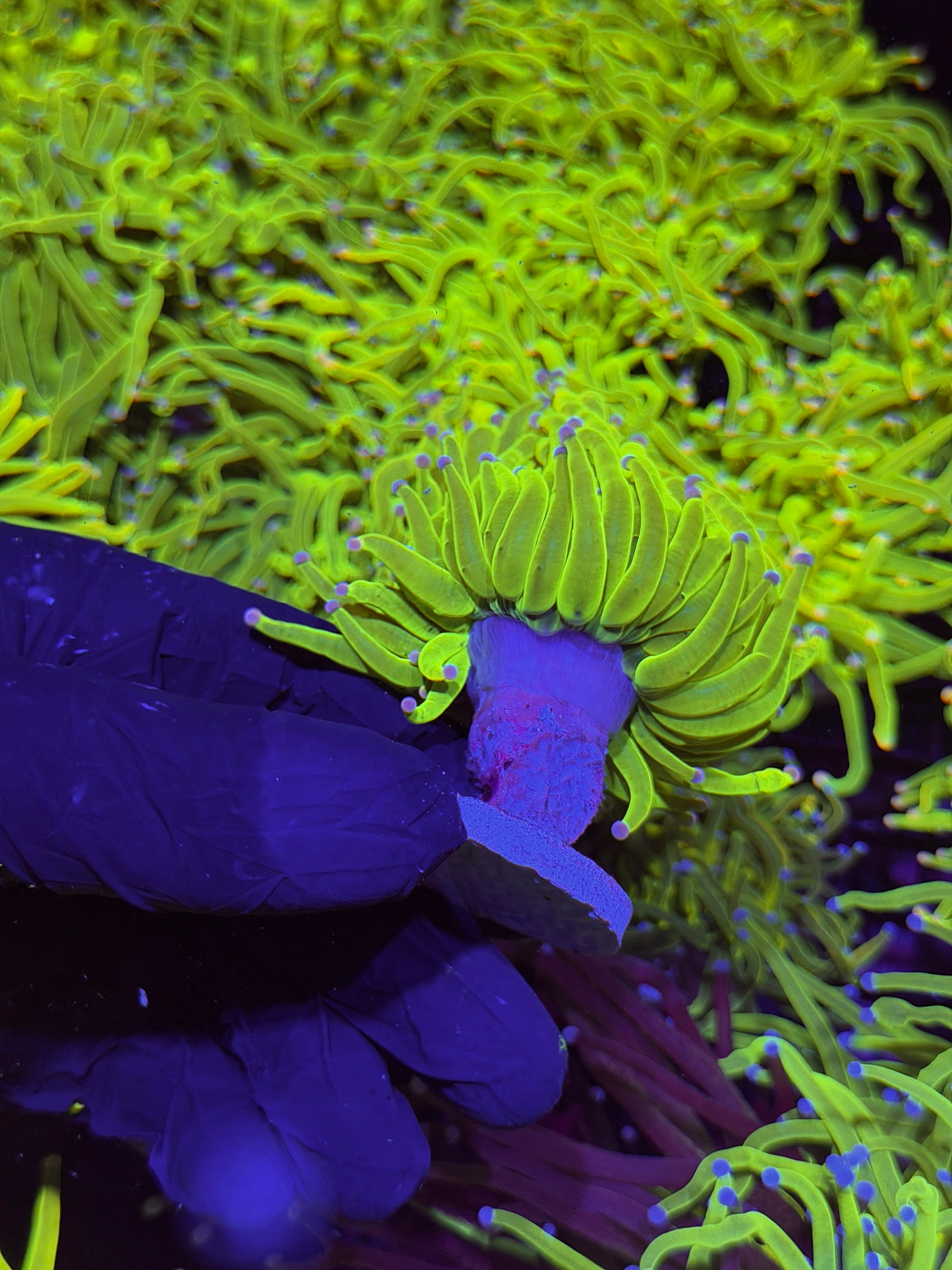 JEA Drama Queen Holy Grail Torch Coral ( Purple Tips ) 1 XL Head Splitting