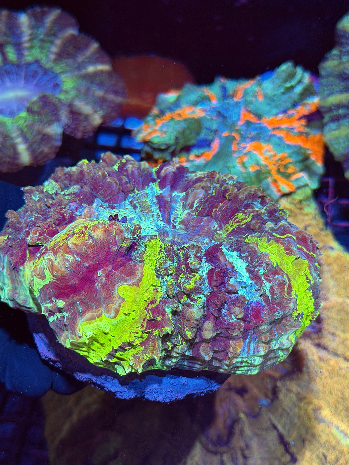 Insane 1/1 Acanthophyllia Meat Coral Show Piece XL