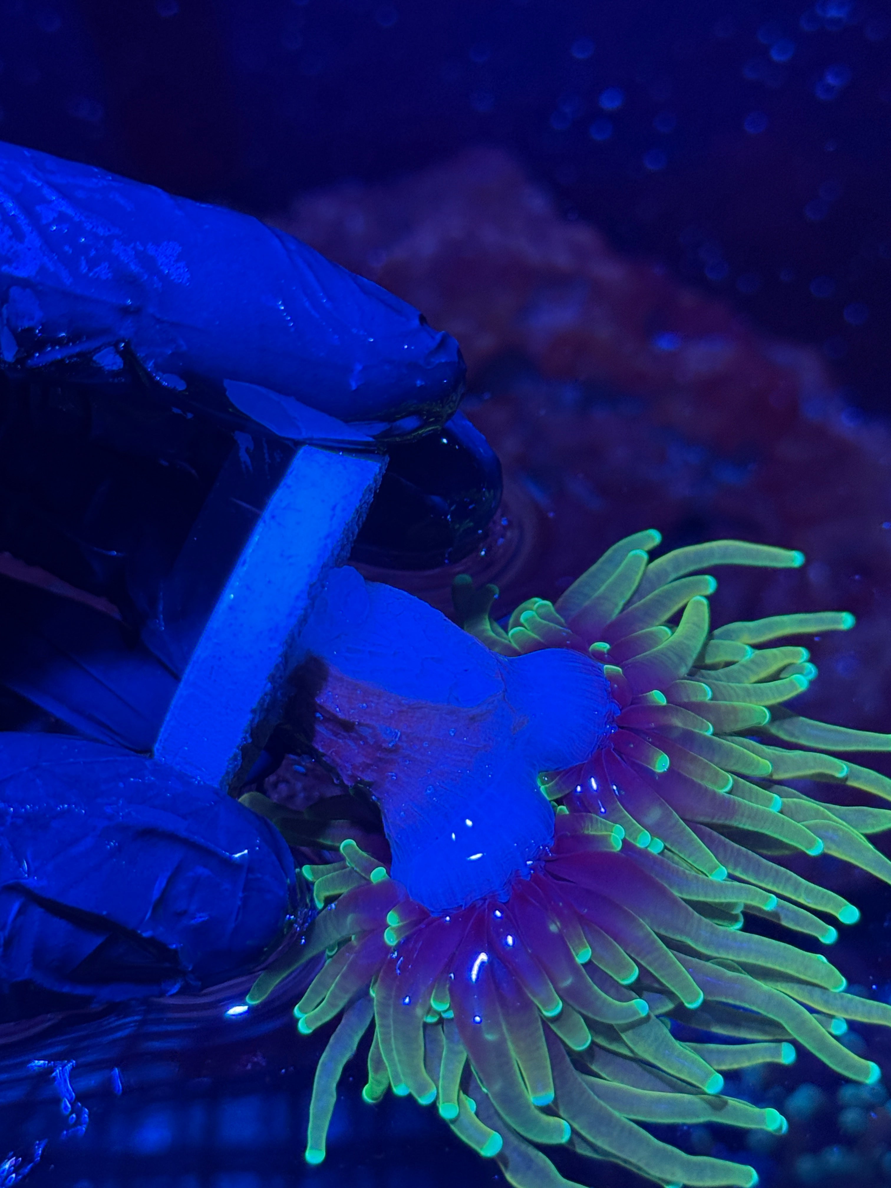 JEA Dragon Fire Torch Coral 2 Heads