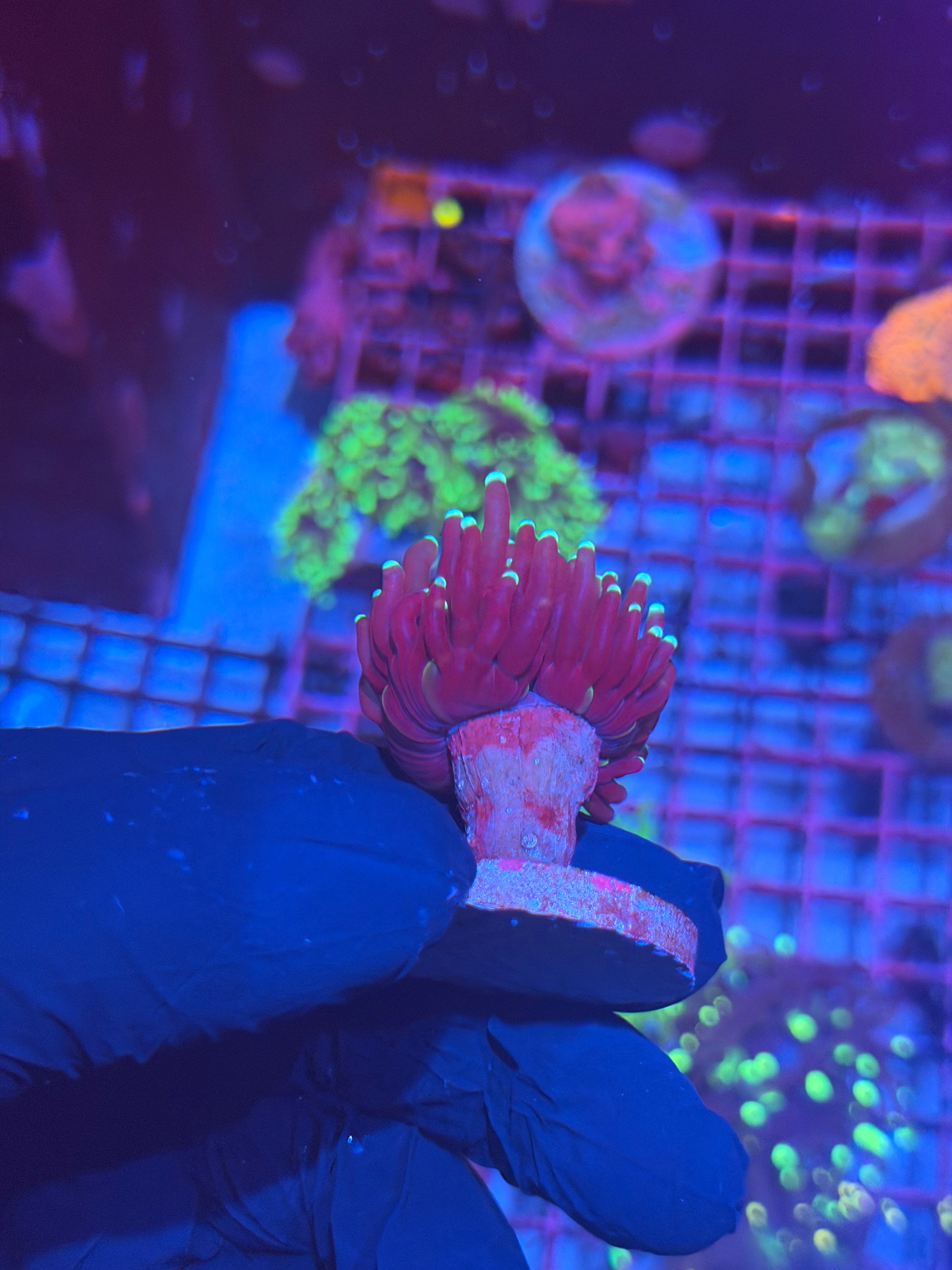 JEA Tiger Torch Coral 2.0 Teal Tips 8/7