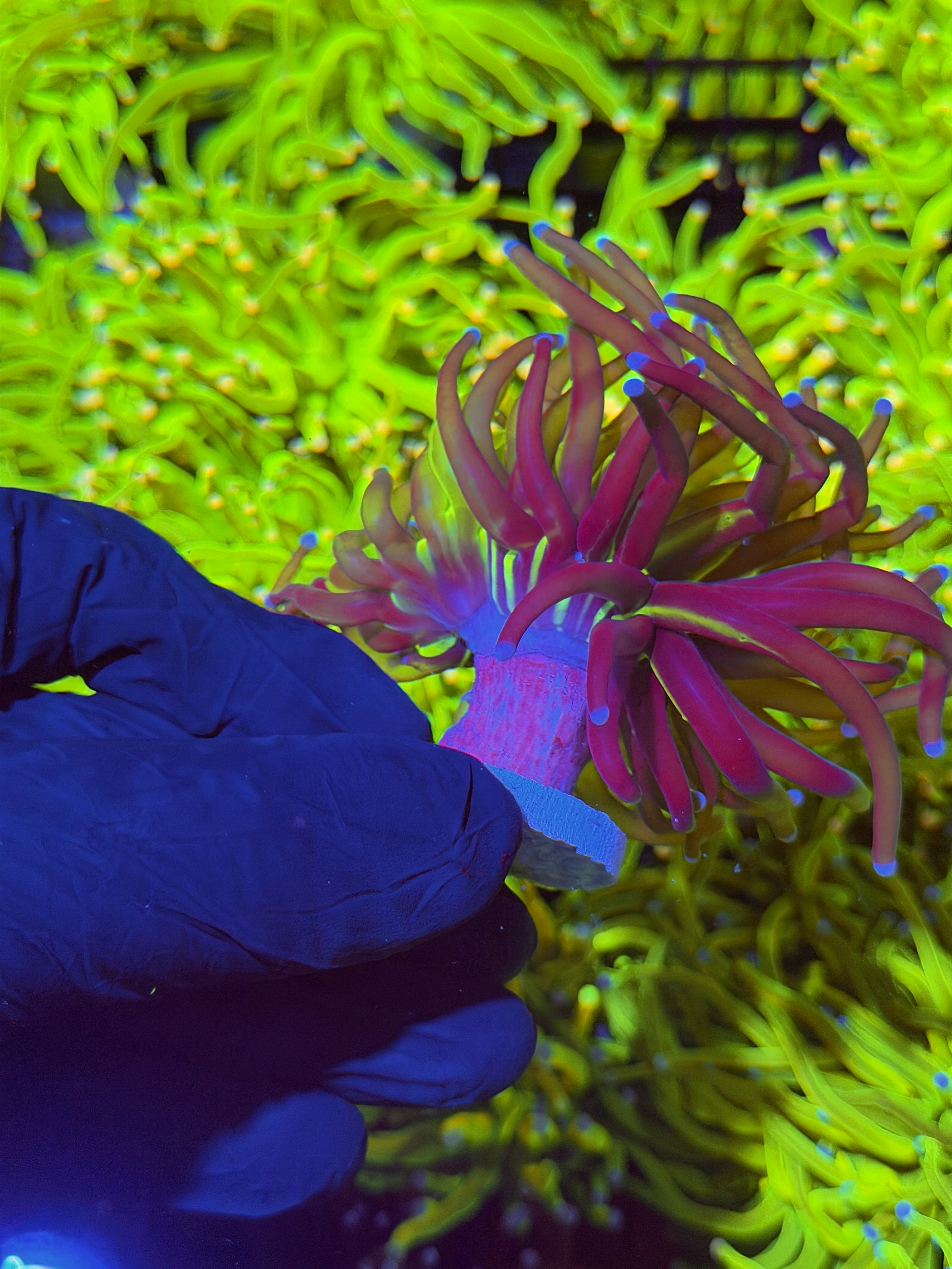 JEA Grafted Holy Grail Torch Coral 1 XL Head Rare