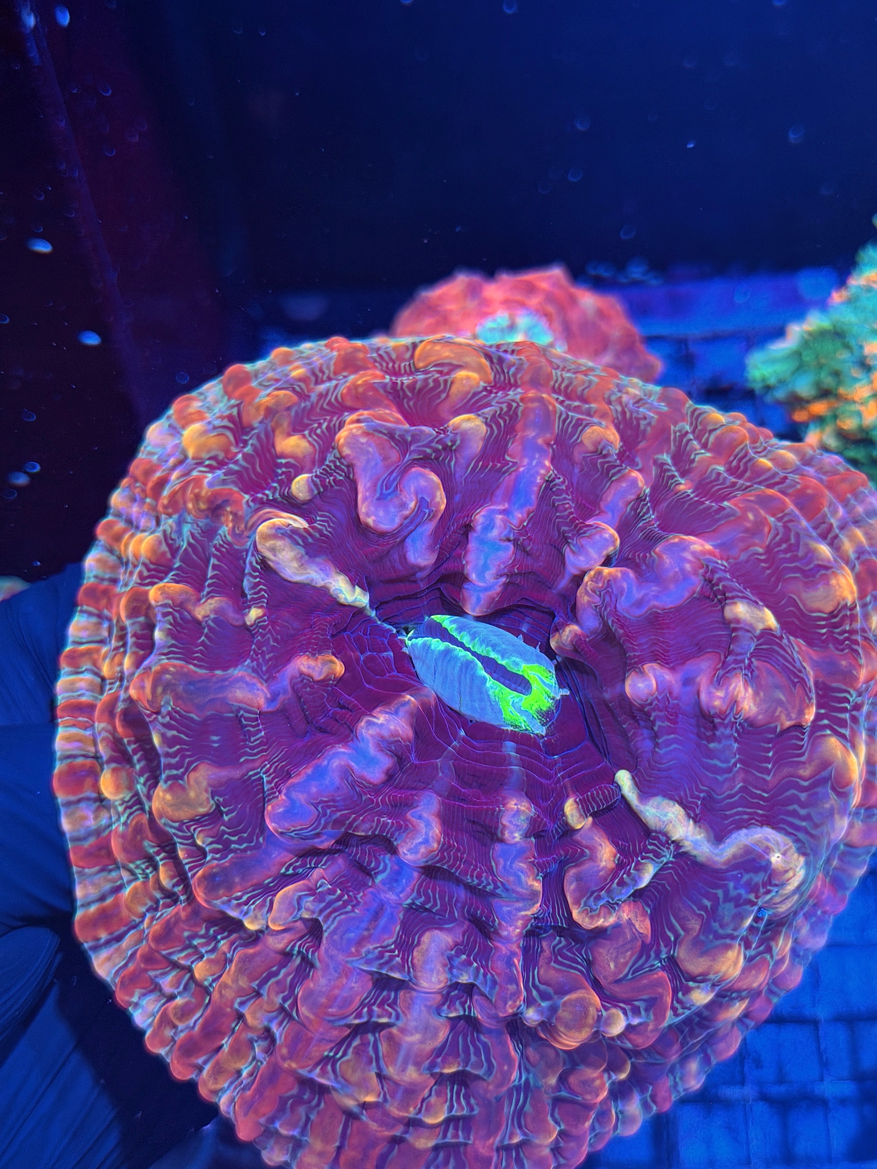 Rainbow Indophyllia Meat Coral