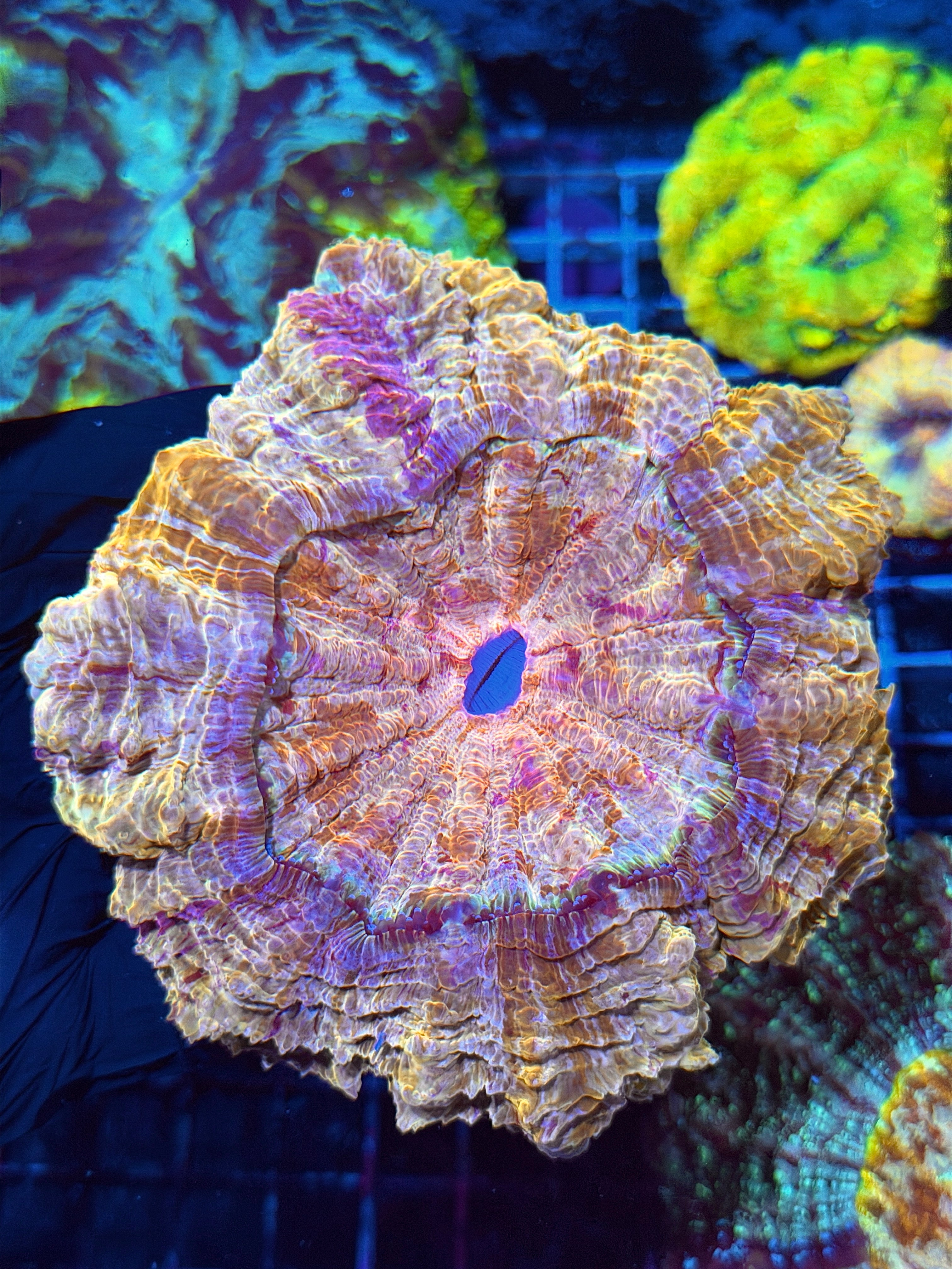 Striped Gold Acanthophyllia Meat Coral