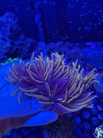 Jay's Exotic Coral Auctions