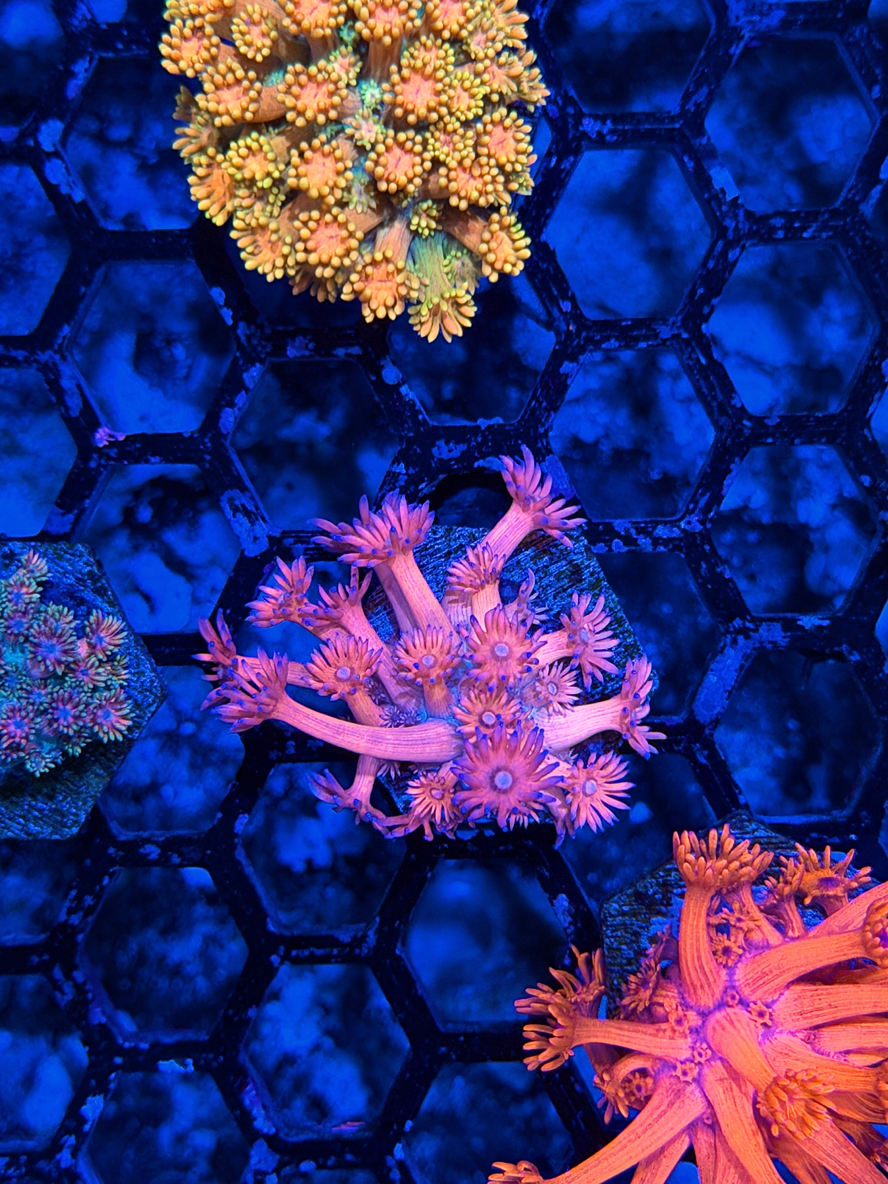 JEA Starry Night Goniopora Coral