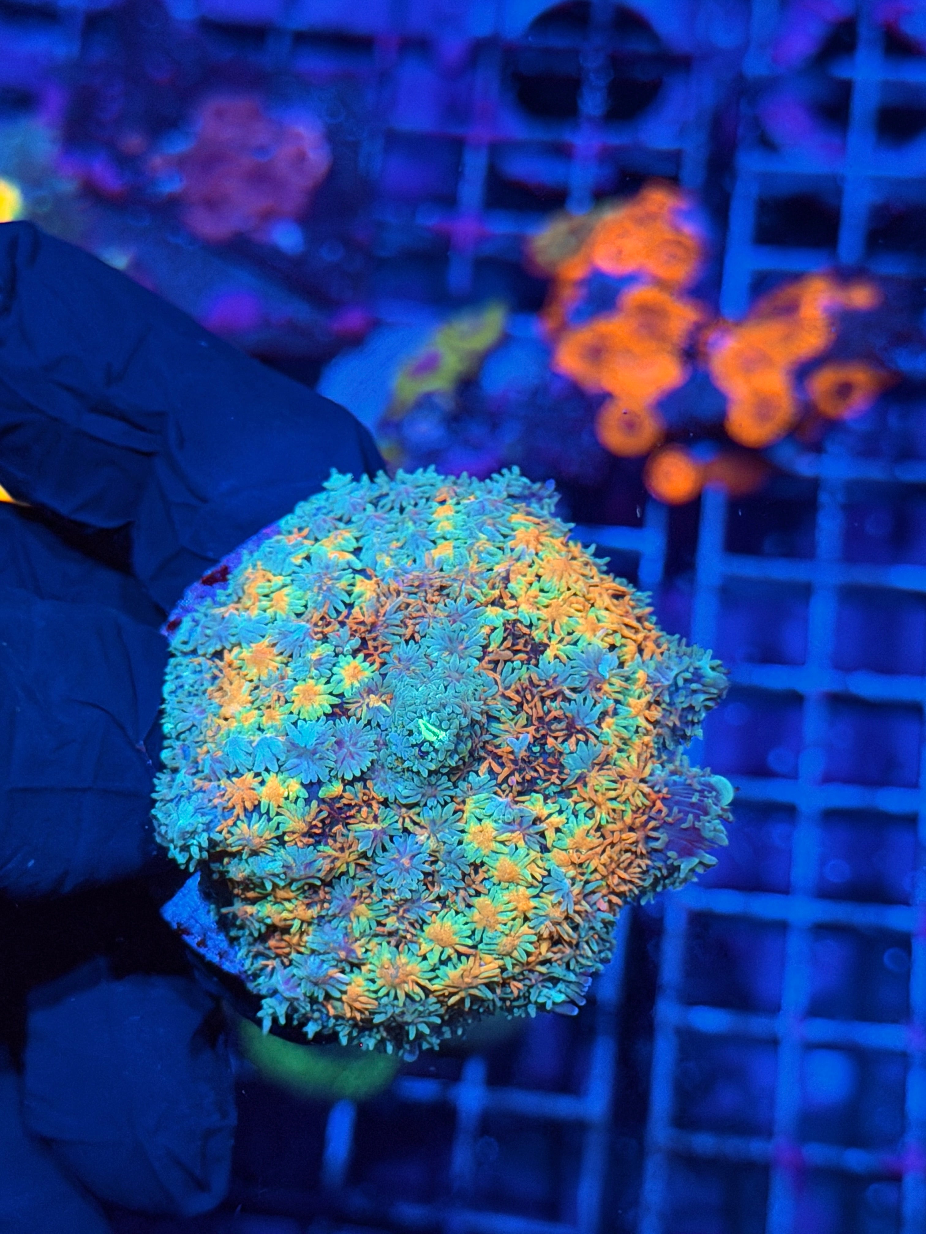 JEA Rainbow Sphinx Bounce Mushroom Coral XL