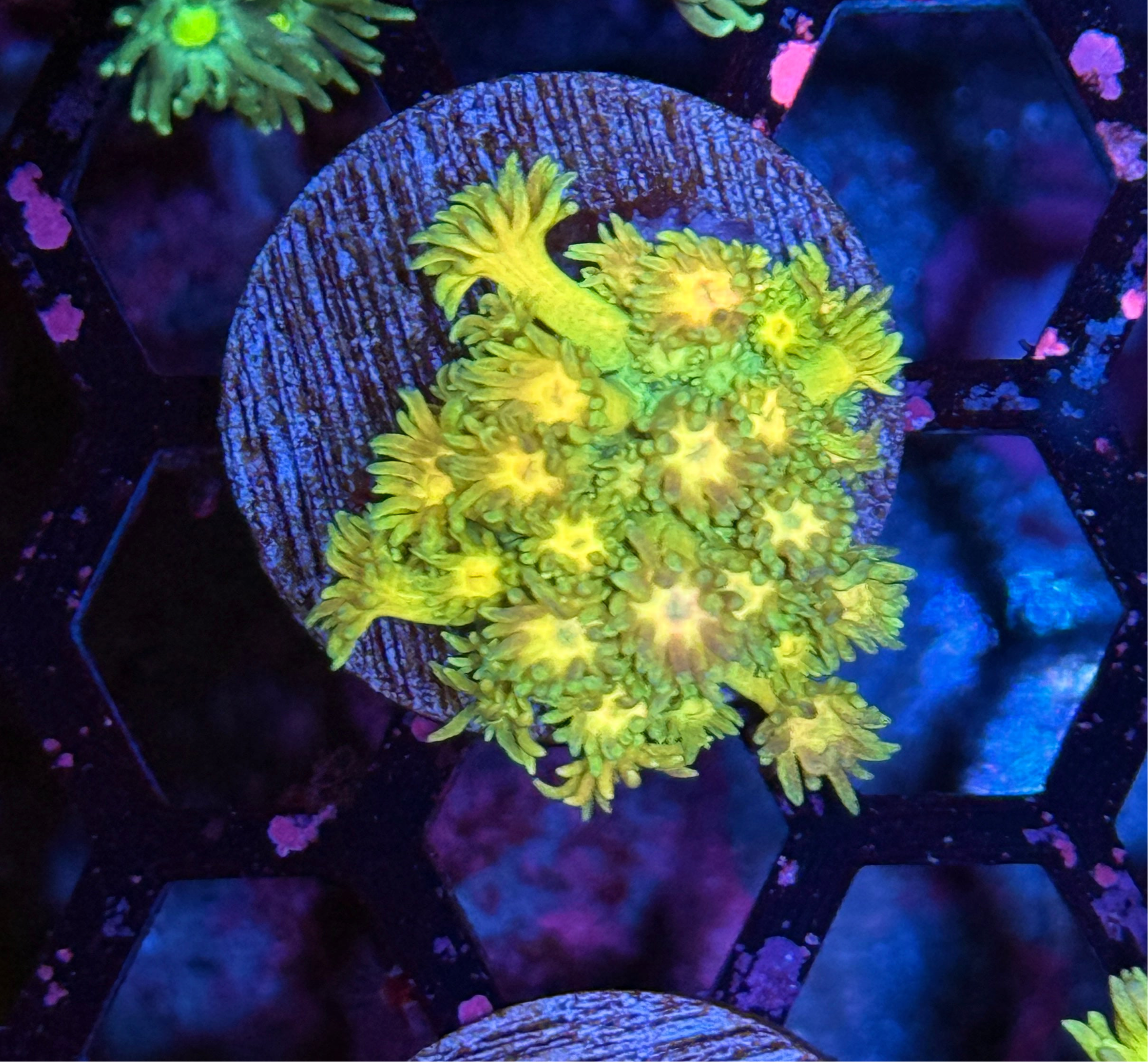 JEA Blueberry Lemonade Goniopora Coral
