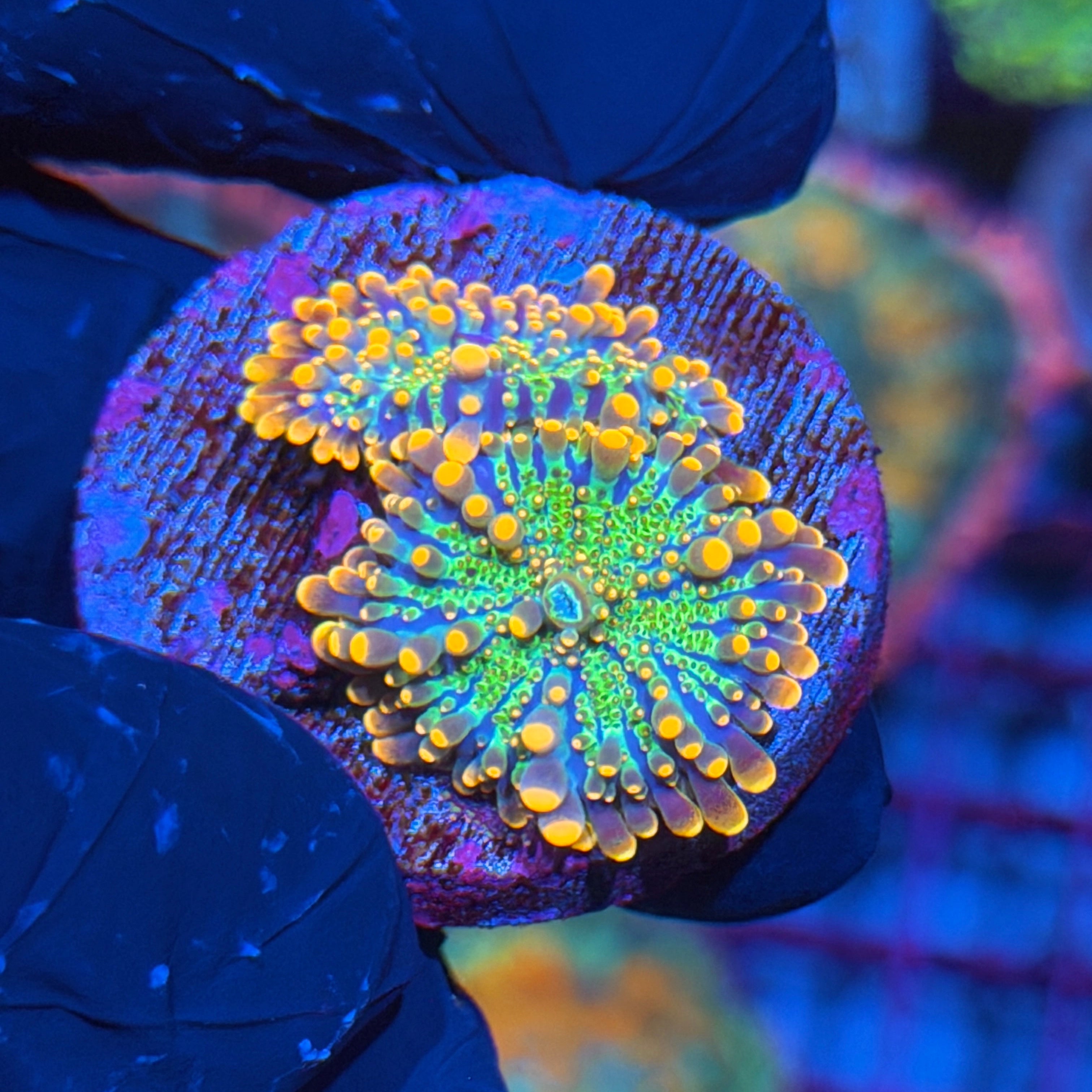 JEA MechaGodzilla Yuma Mushroom Coral Multi BRIGHT 6/4