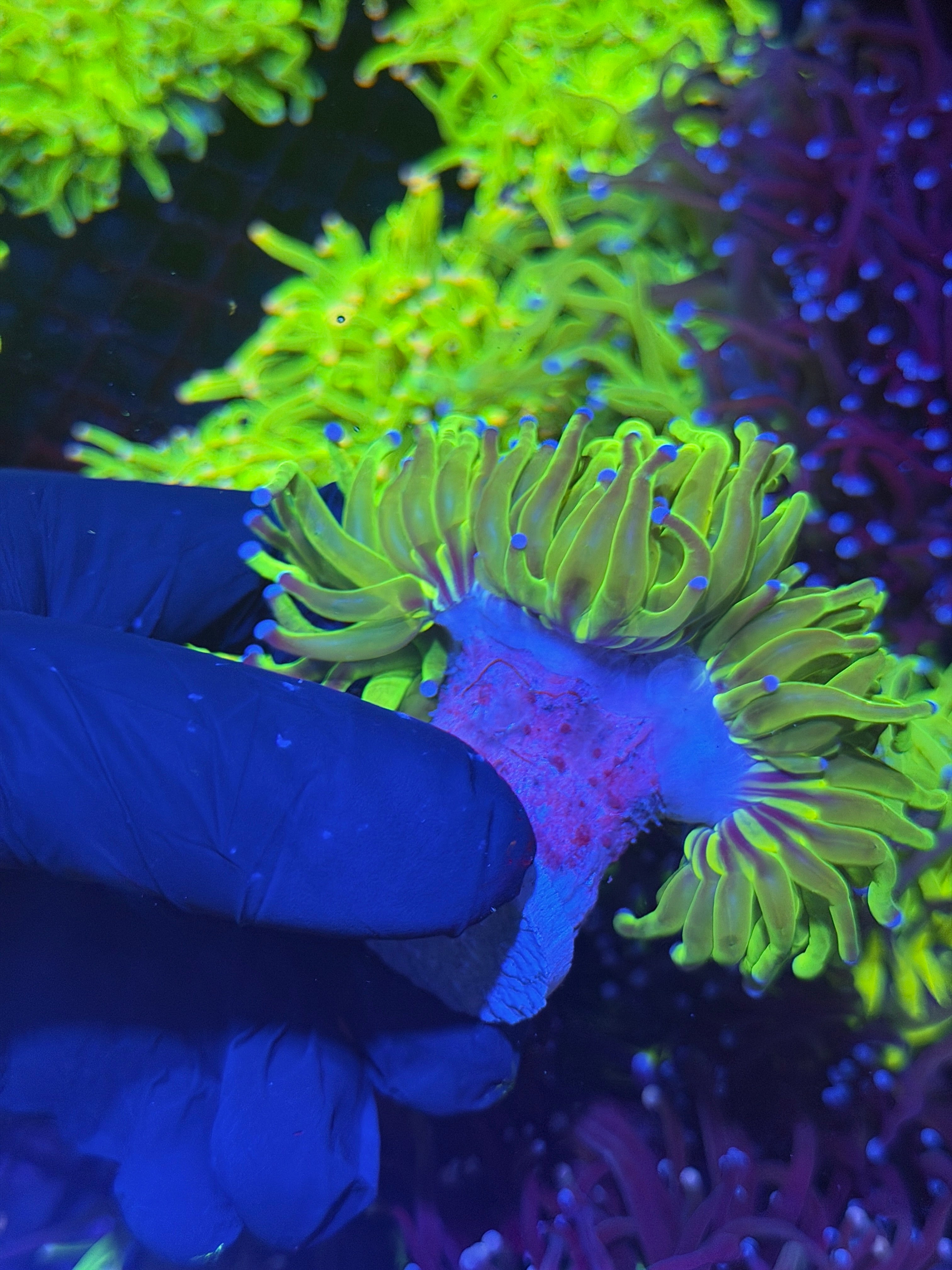 JEA 24K Holy Grail Torch Coral 2 Heads Splitting XXL