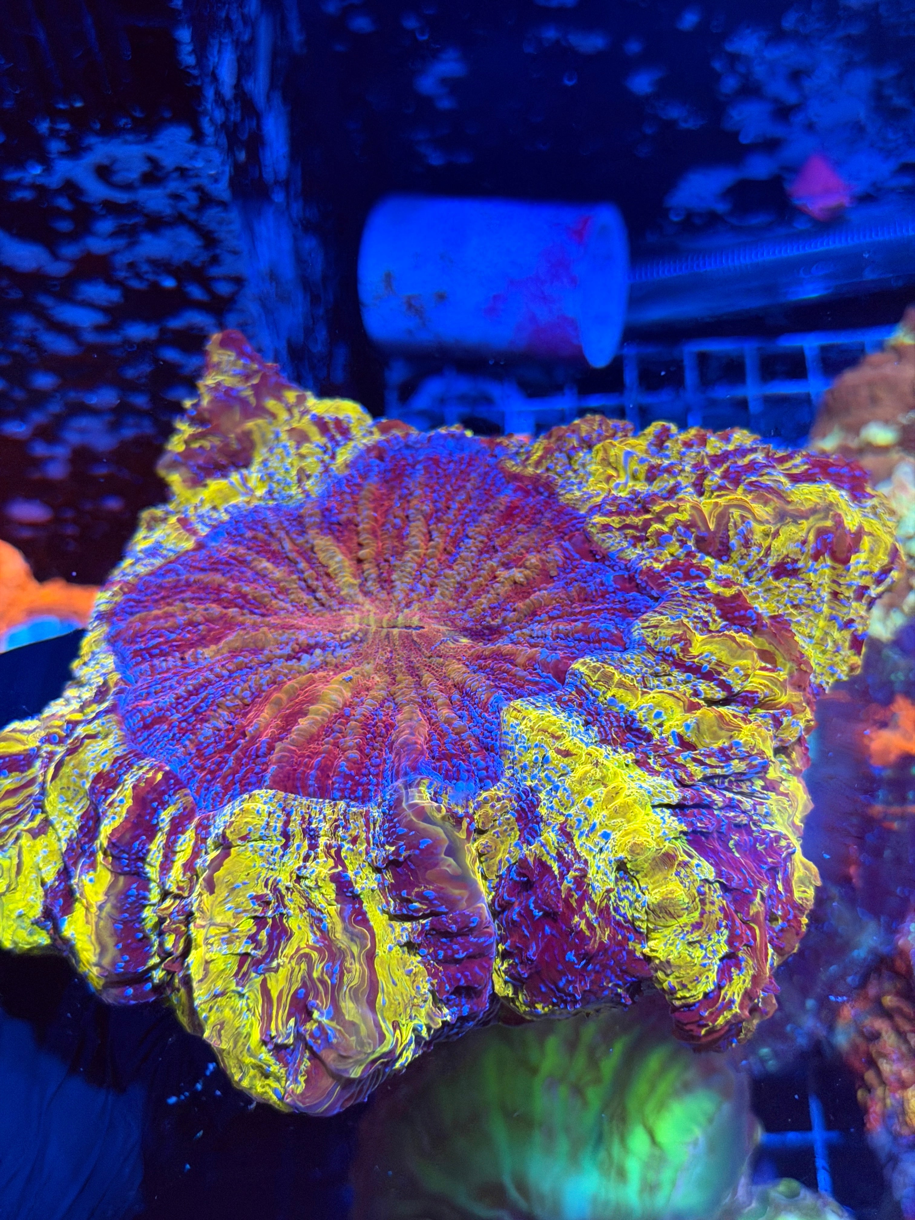 Insane Bright Yellow / Purple Striped Acanthophyllia Meat Coral XXL