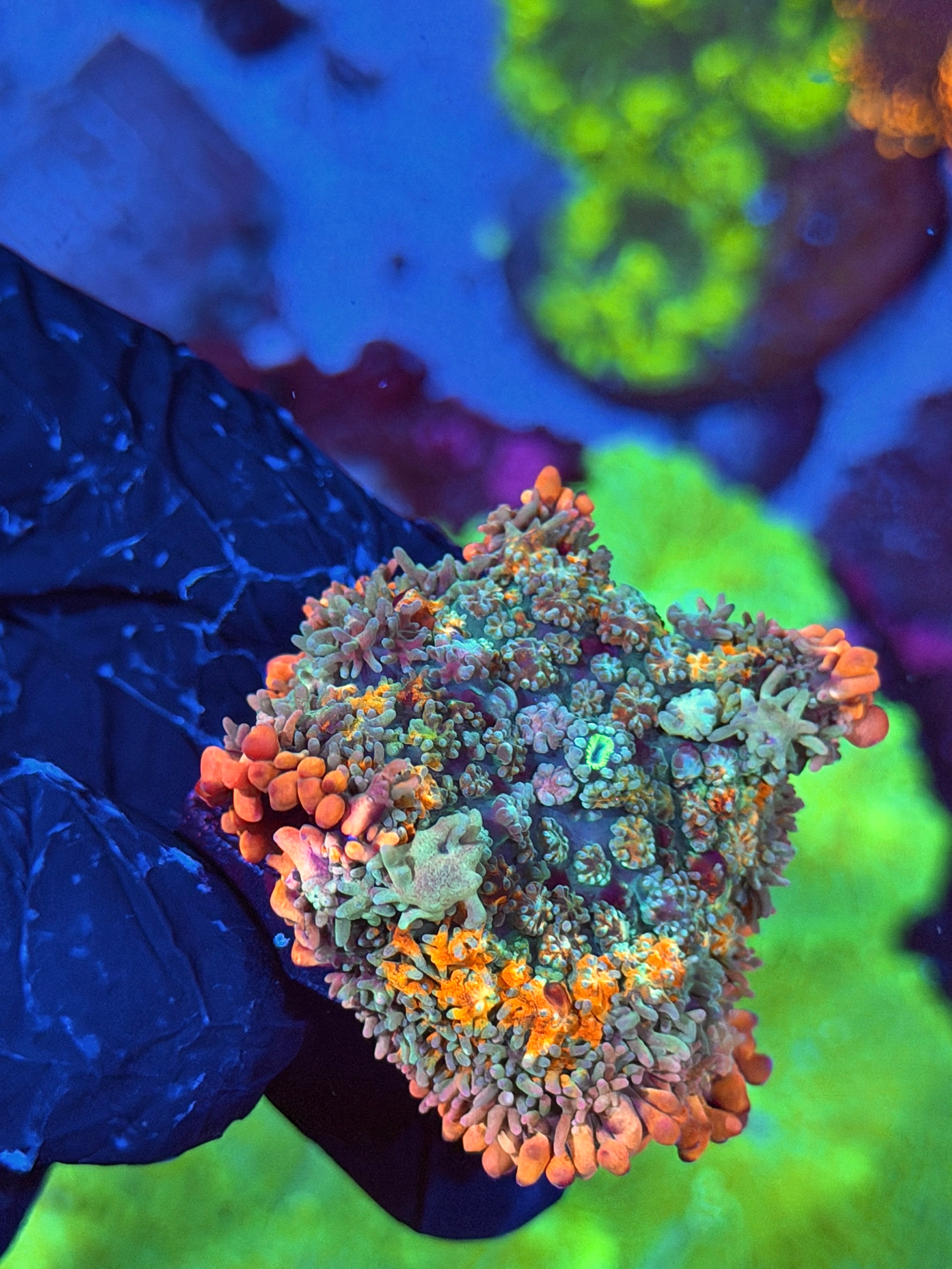 JEA Tropical Paradise Bounce Mushroom Coral 1 XL Head