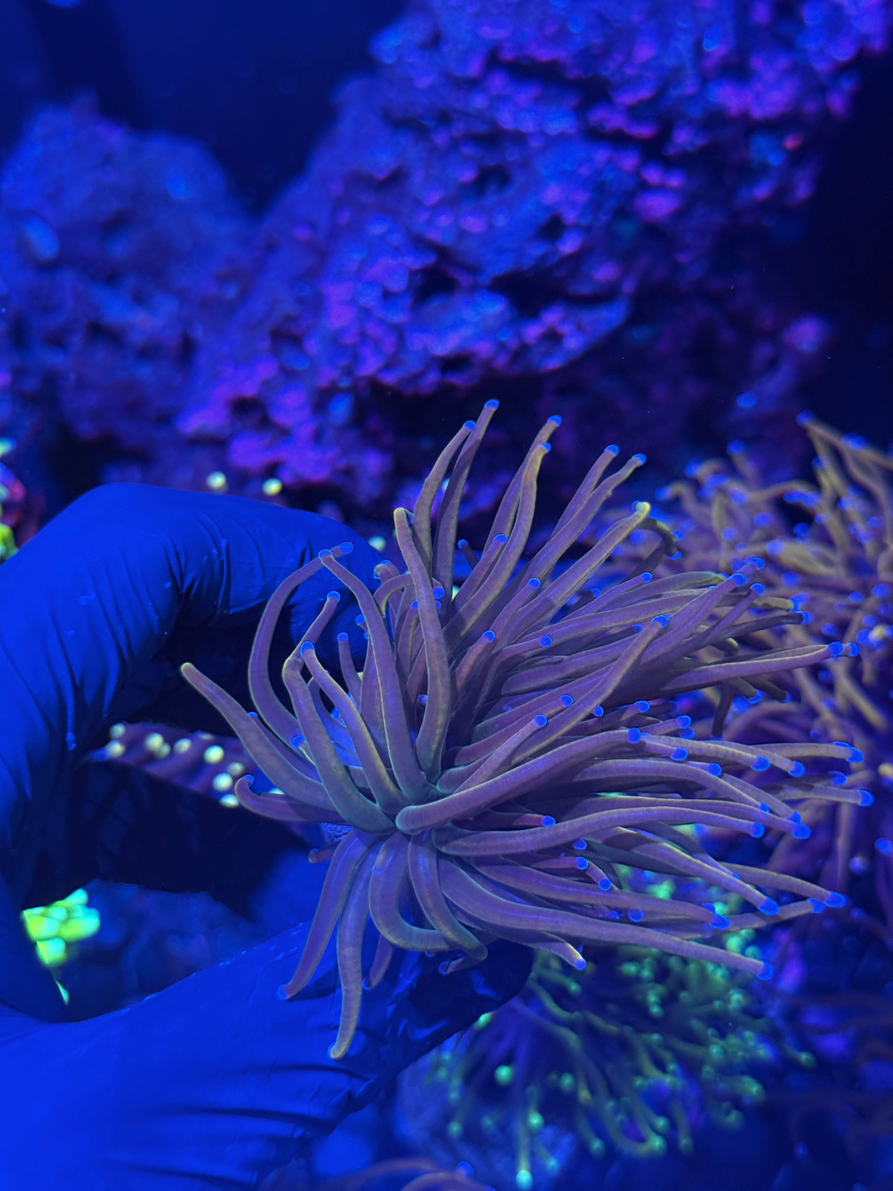 JEA Dragon Tamer Torch Coral 1 Head
