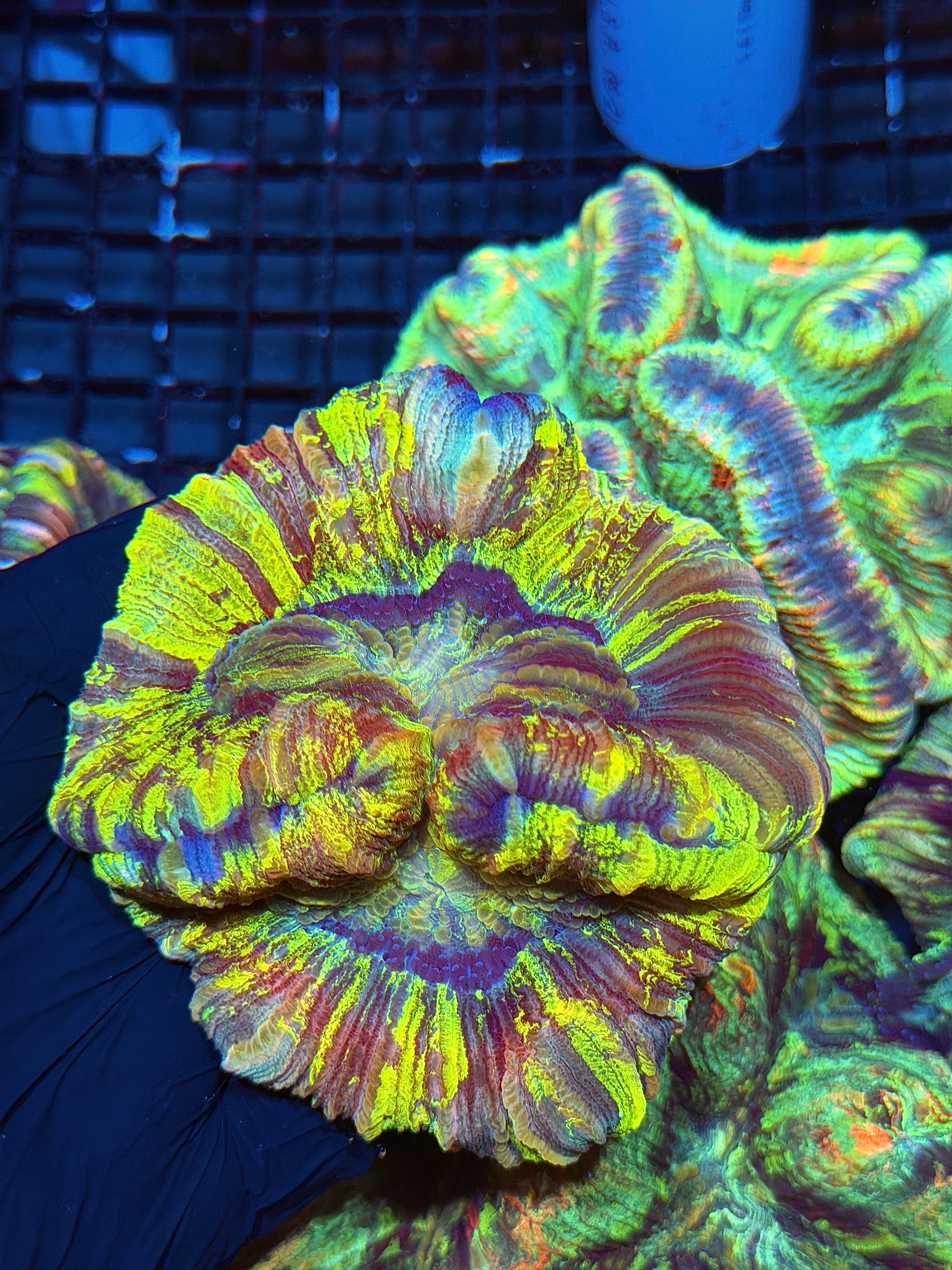 Insanely Bright Multicolor Trachyphyllia Meat Coral XL 6/3