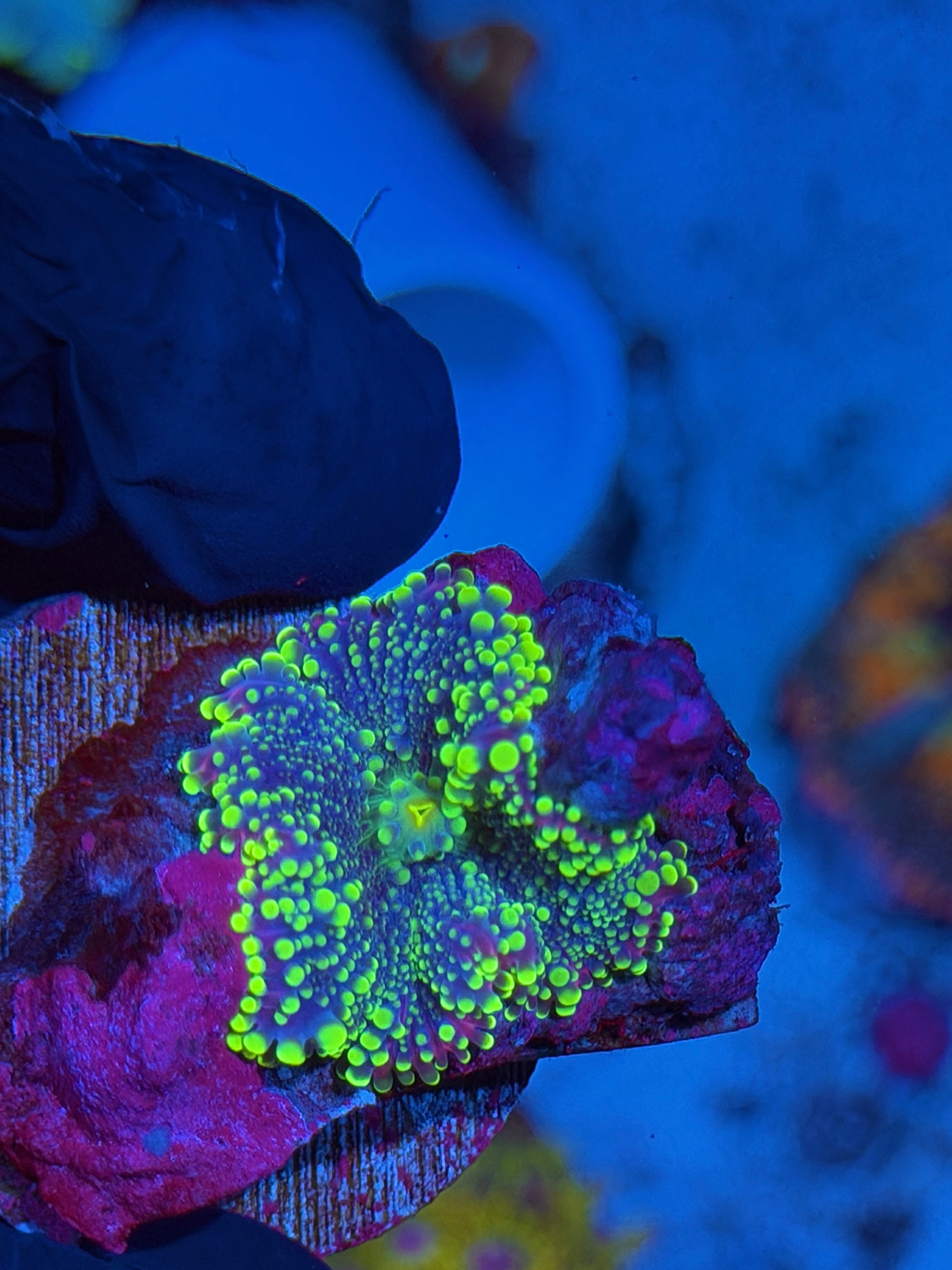 JEA Rainbow Plasma Yuma Mushroom Coral