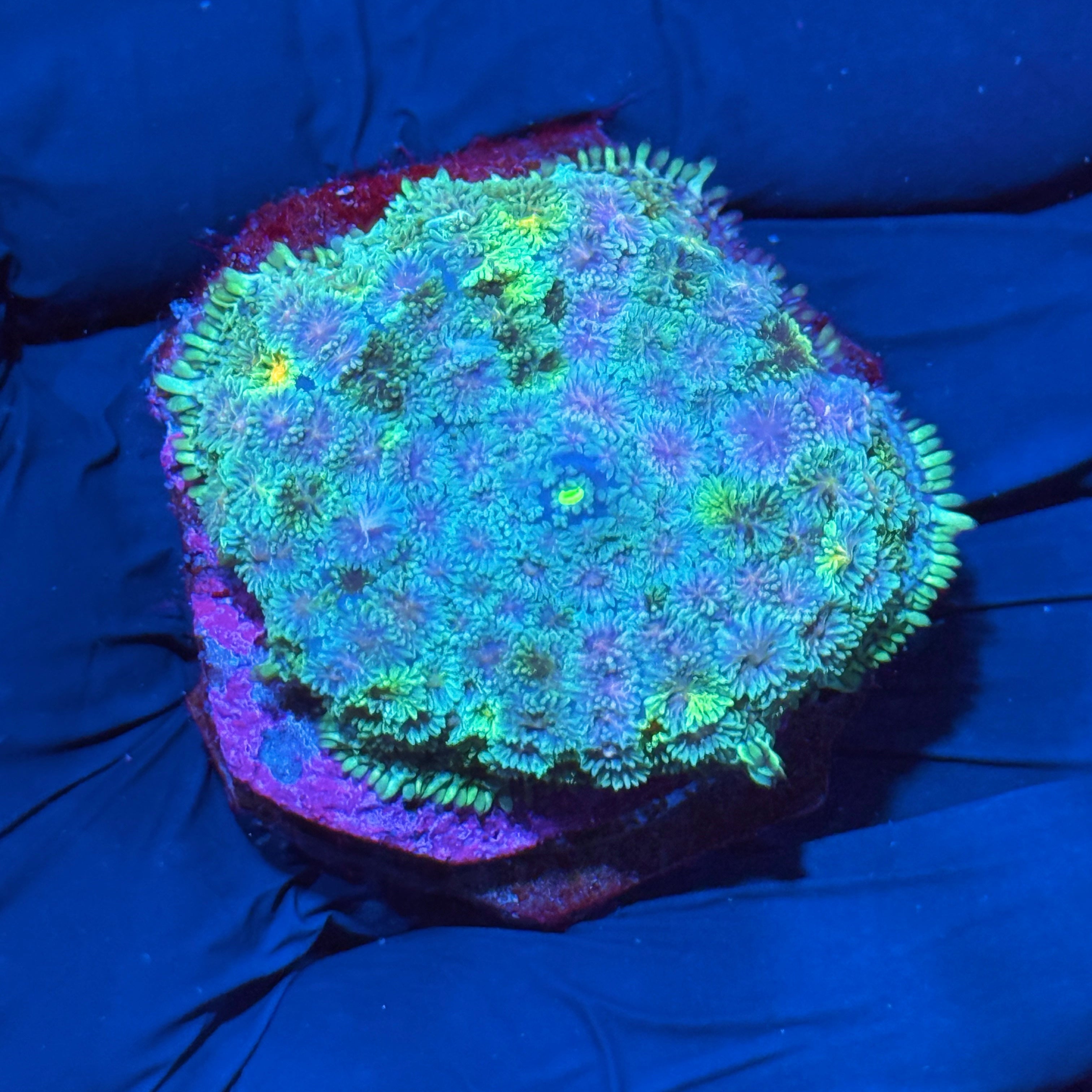 JEA Starfire Pin Cushion Mushroom Coral XL