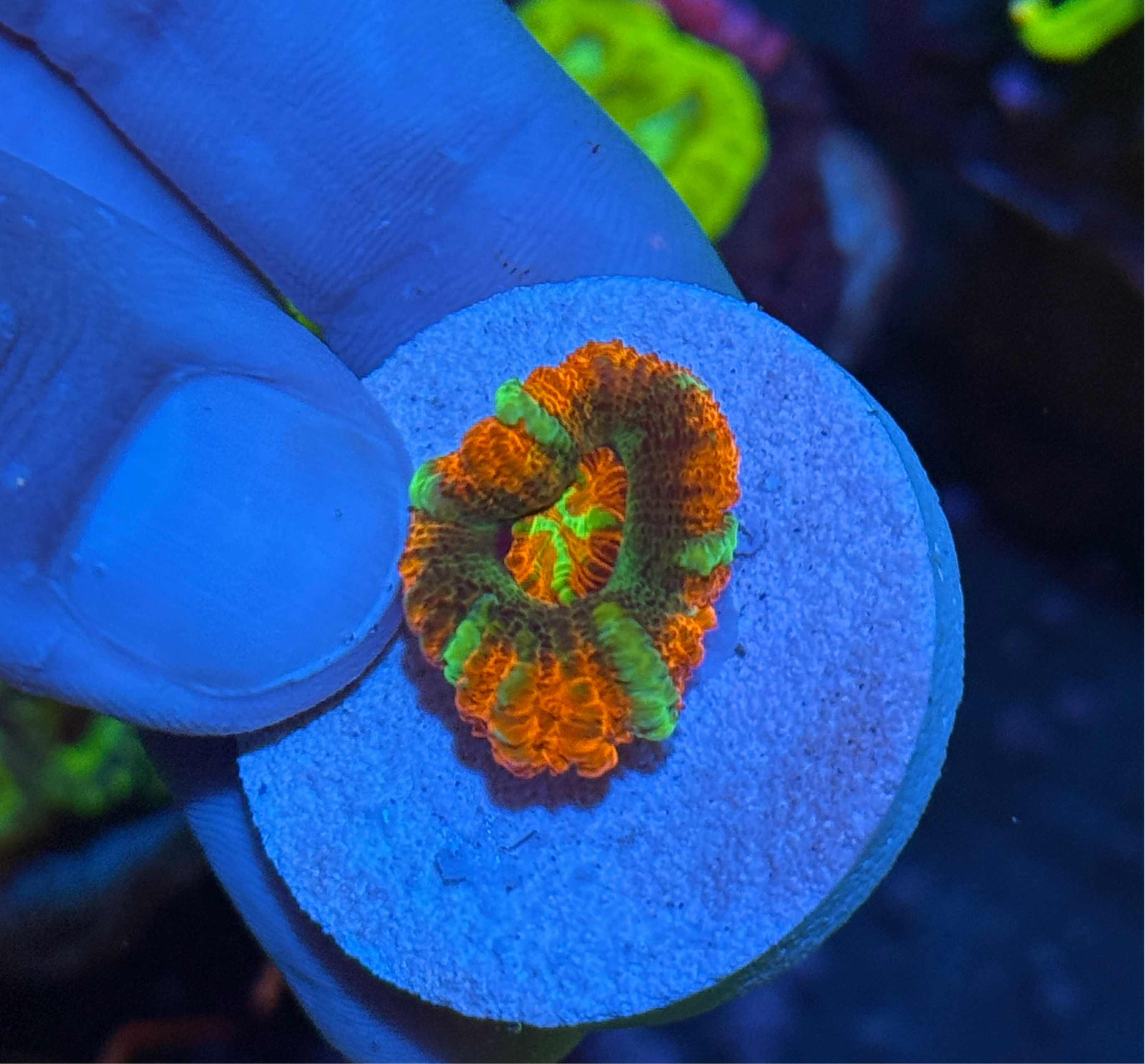 JEA Rocket Pop Asian Acans Coral 1 XL Head