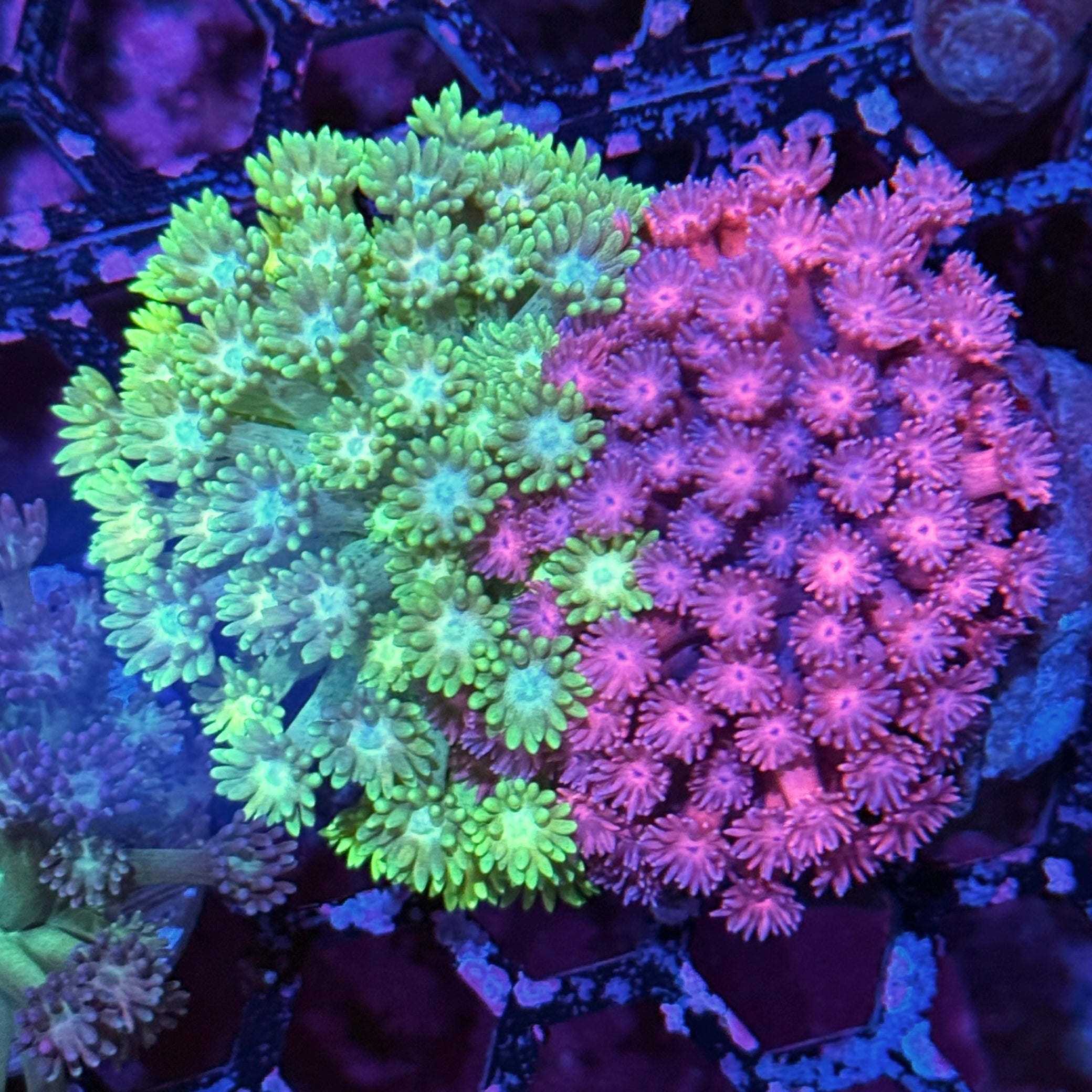 JEA Cosmo & Wanda Goniopora Coral Multi Colony XL