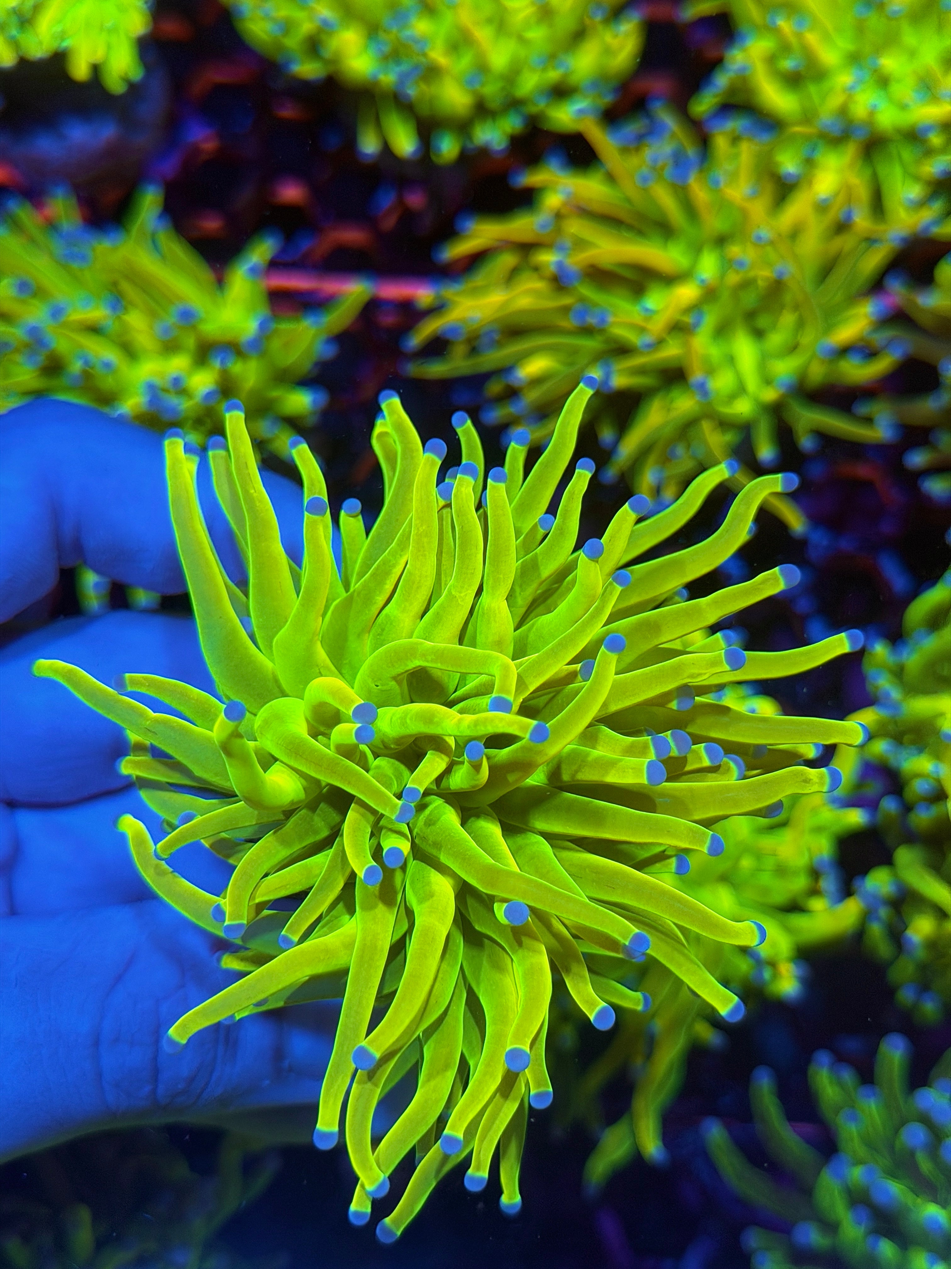 JEA Holy Grail Torch Coral Cluster Splitting 3 Ways XXL 12/1