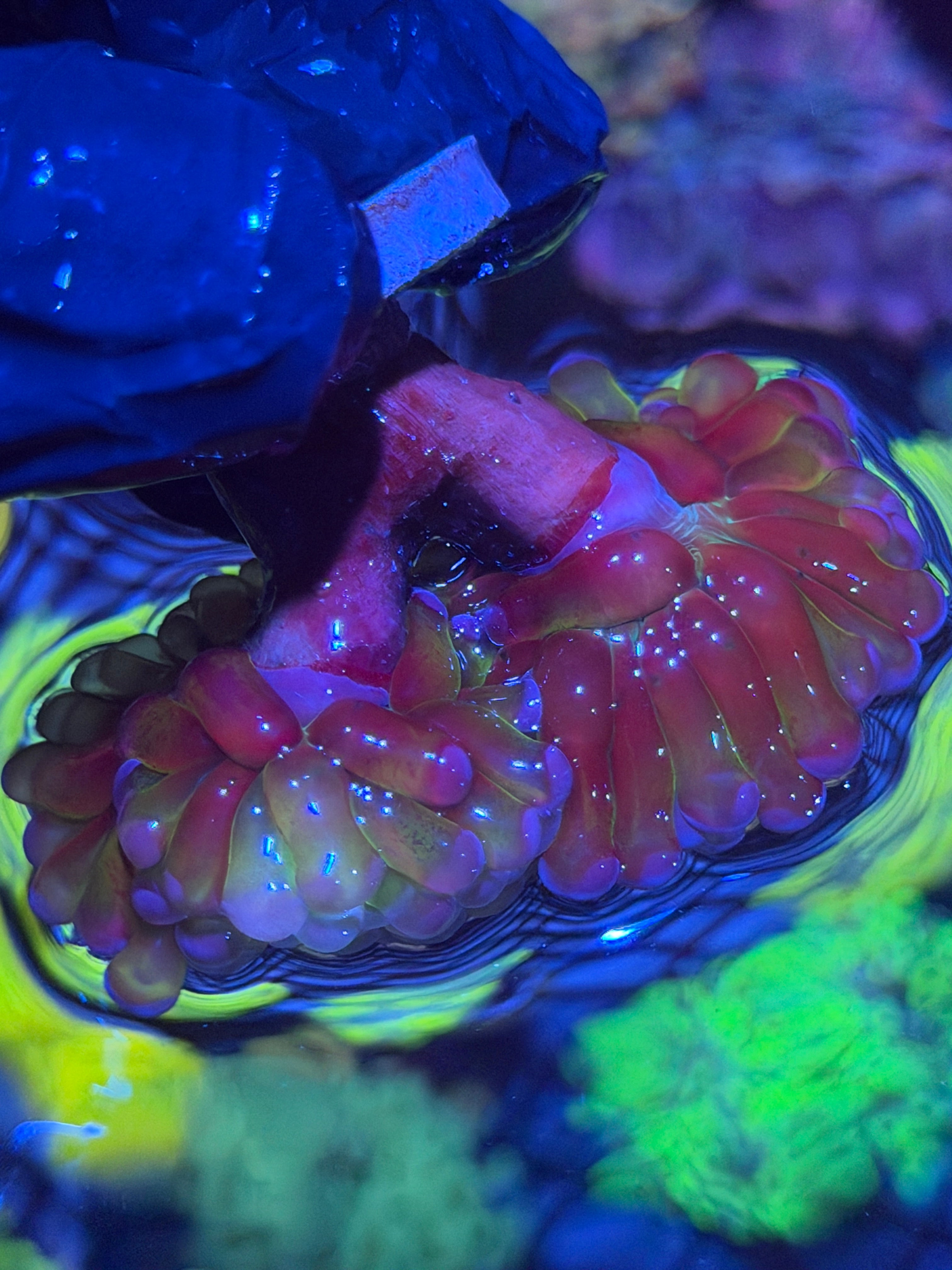 JEA Freakshow Hammer CorAL 2 Heads XL 11/28