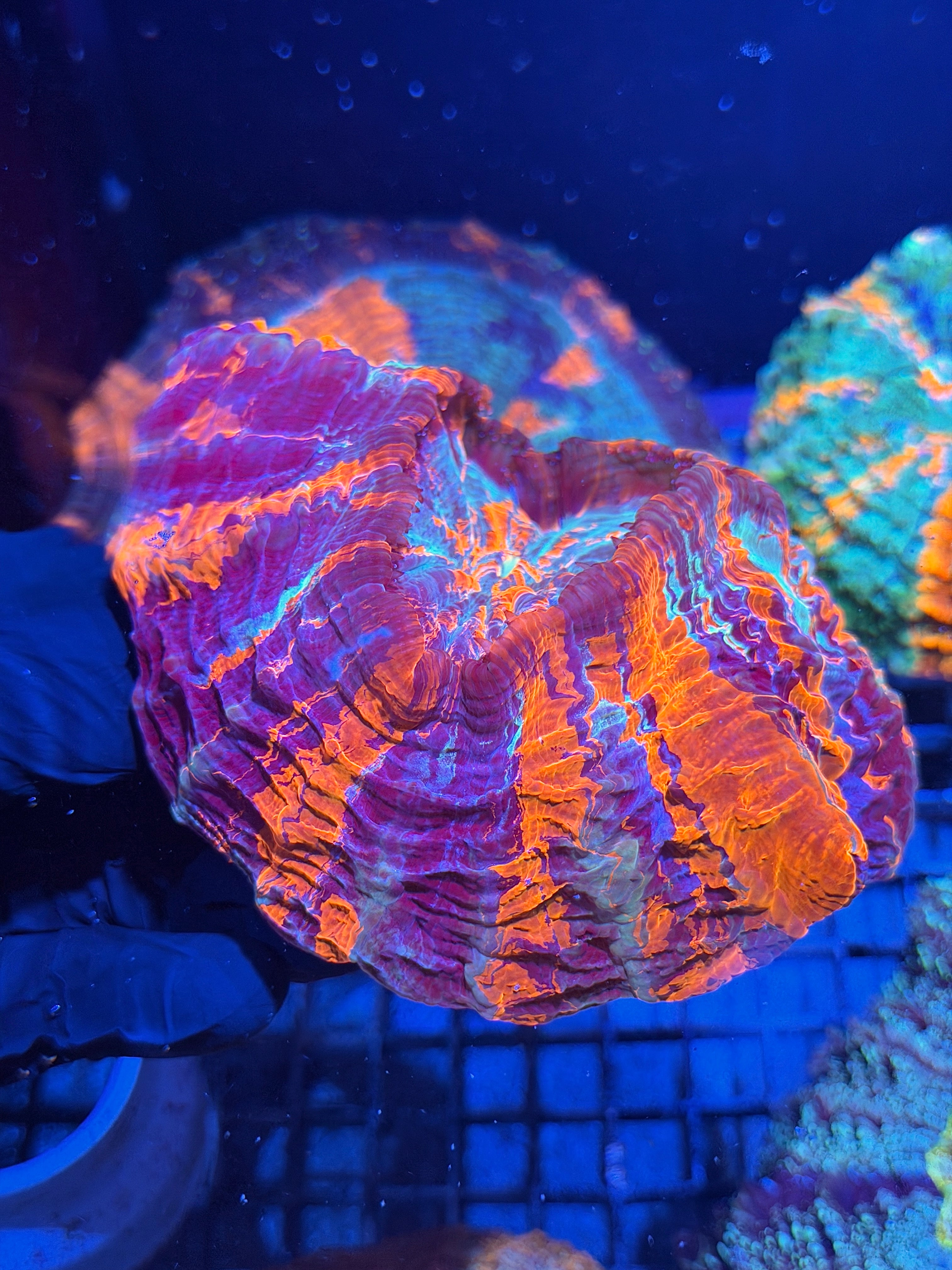Insane Striped Acanthophyllia Meat Coral XXL Show Piece