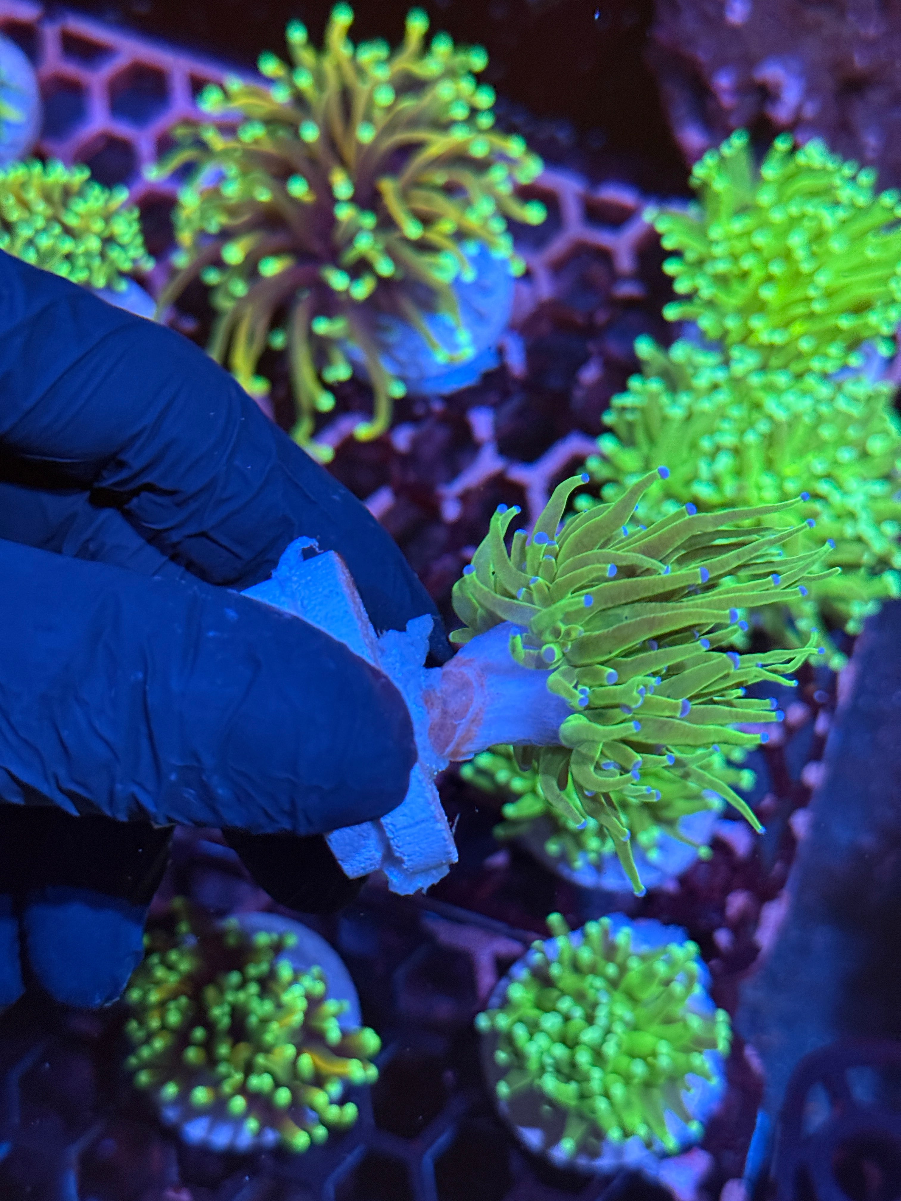 JEA Todd’s Torch Coral 1 Heads