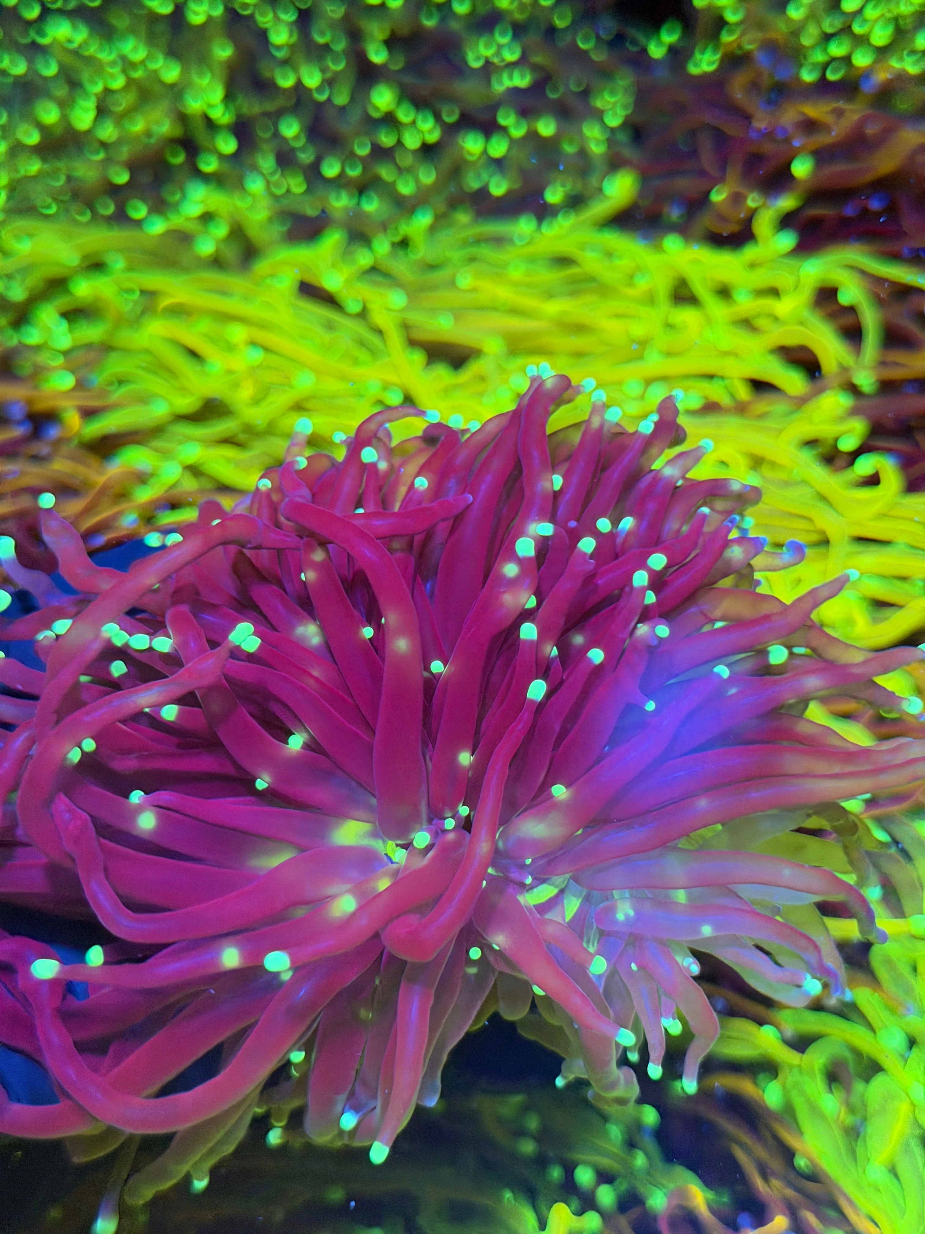 JEA Black Widow Torch Coral 2 Heads XXL