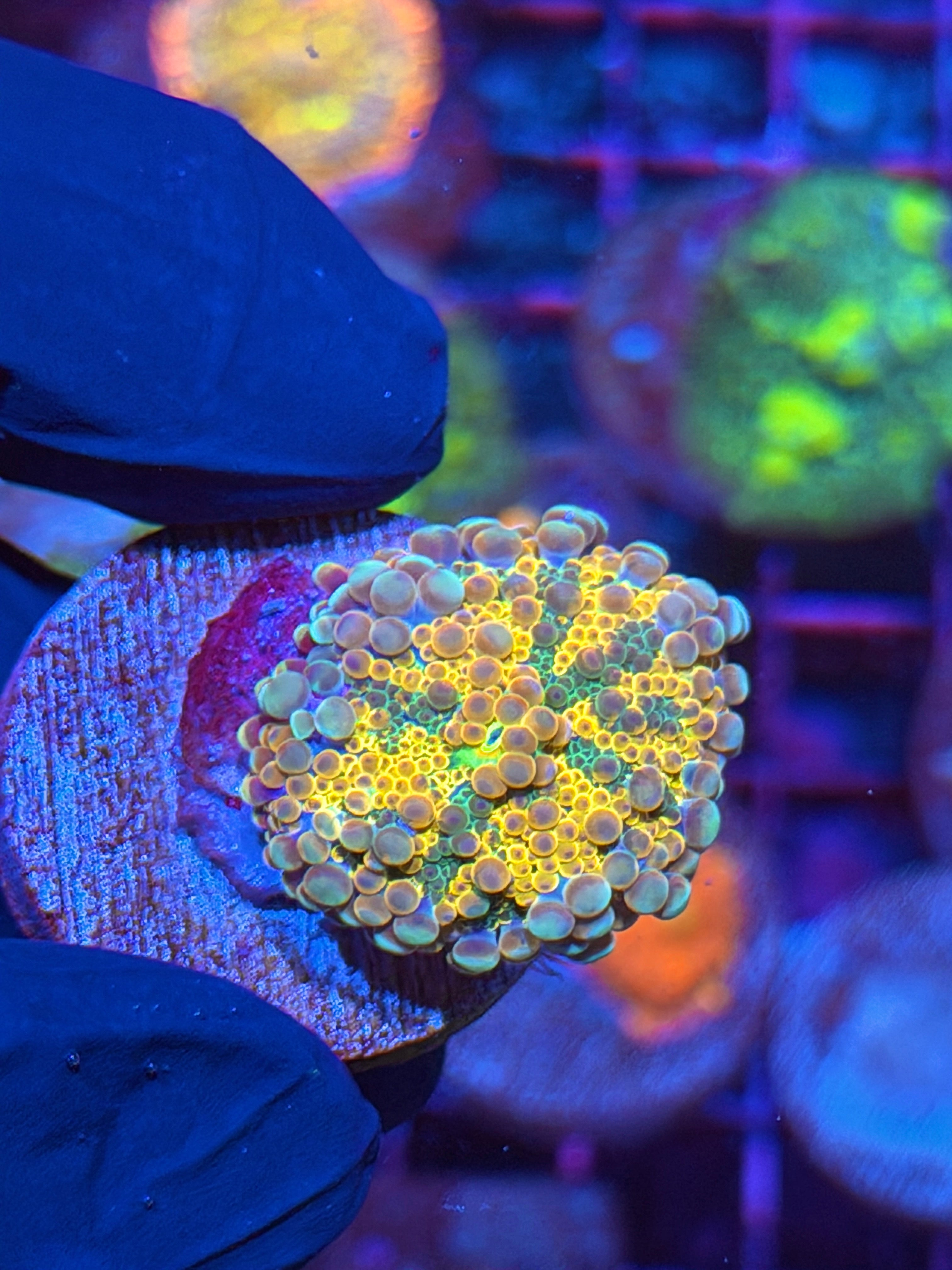 JEA Crayola Yuma Mushroom Coral 11/3