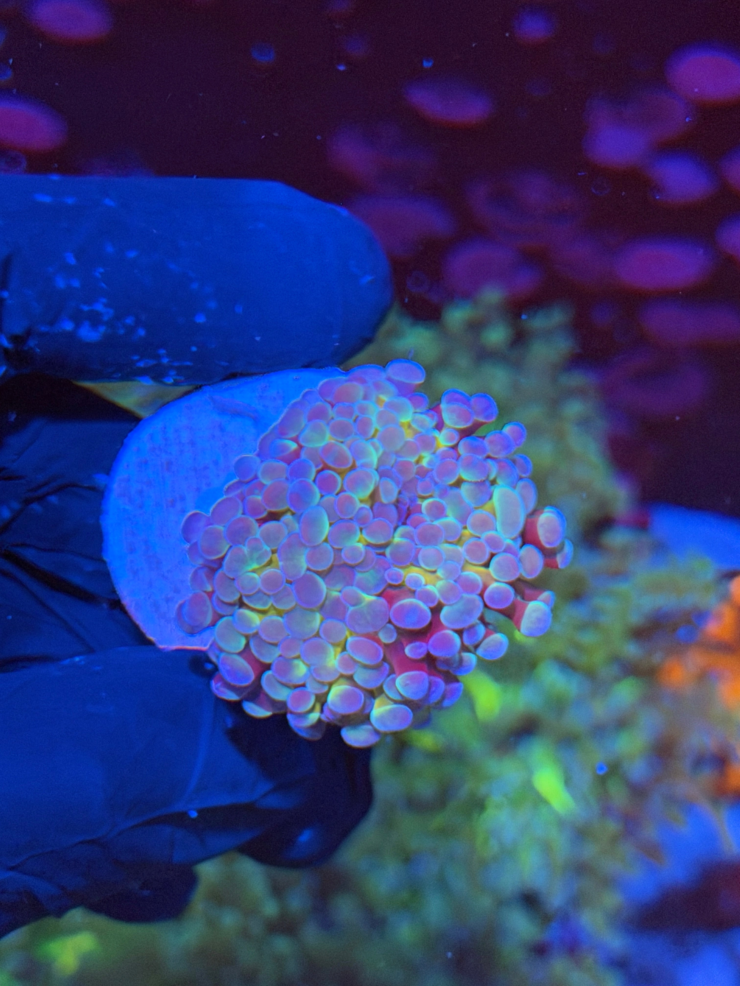 JEA Rainbow Blaster Hammer Coral 1 Heads XXL *New Release* 7/14