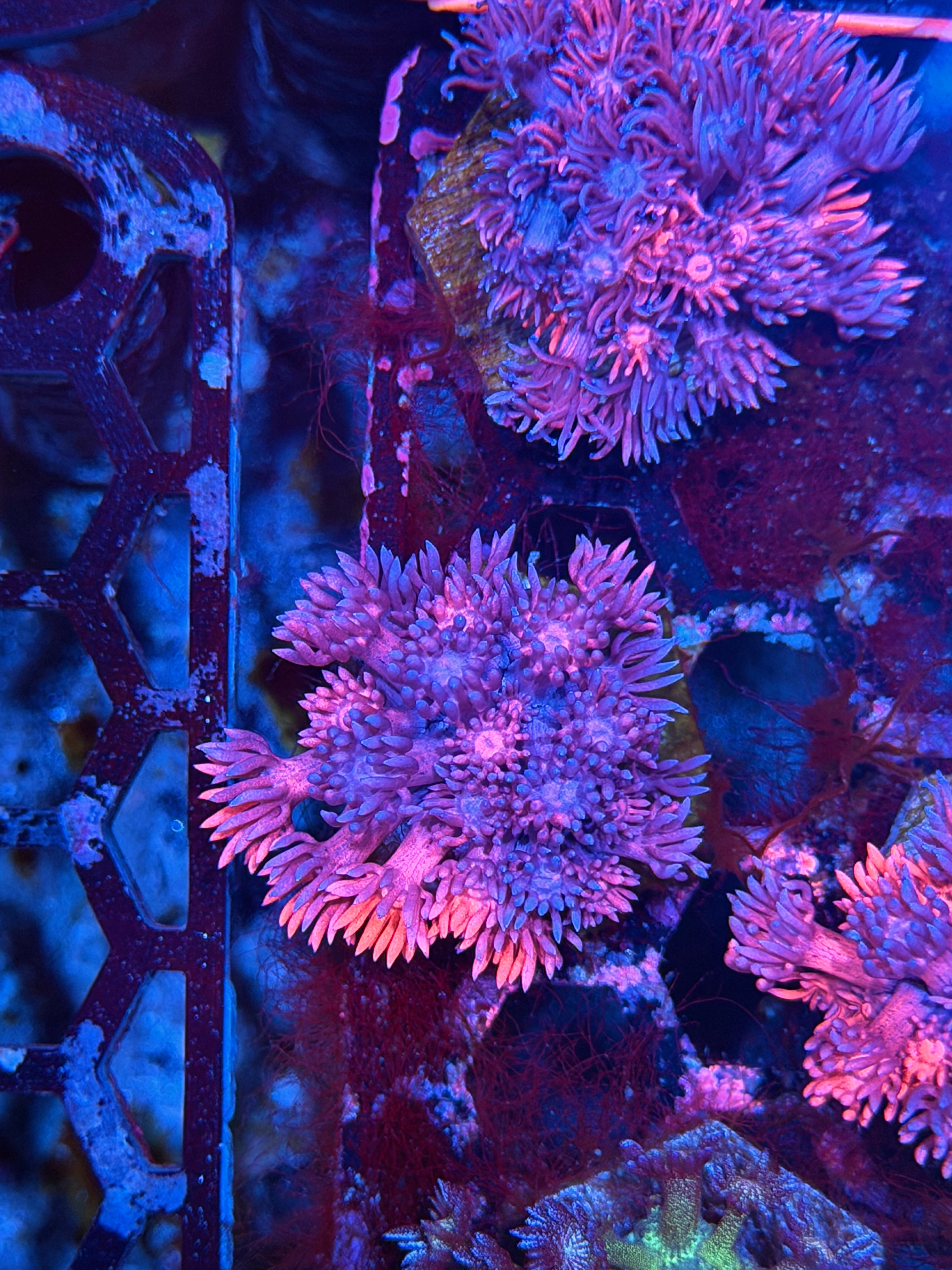JEA Chimera Grafted Goniopora Coral 8/6
