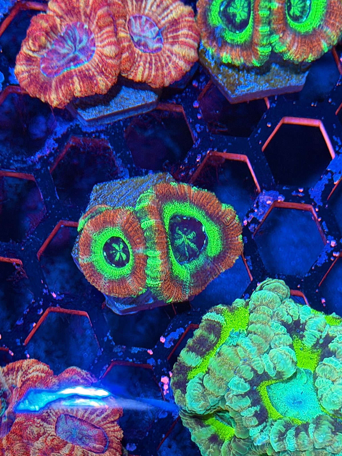 JEA Circus Act Asian Acans 3 Heads