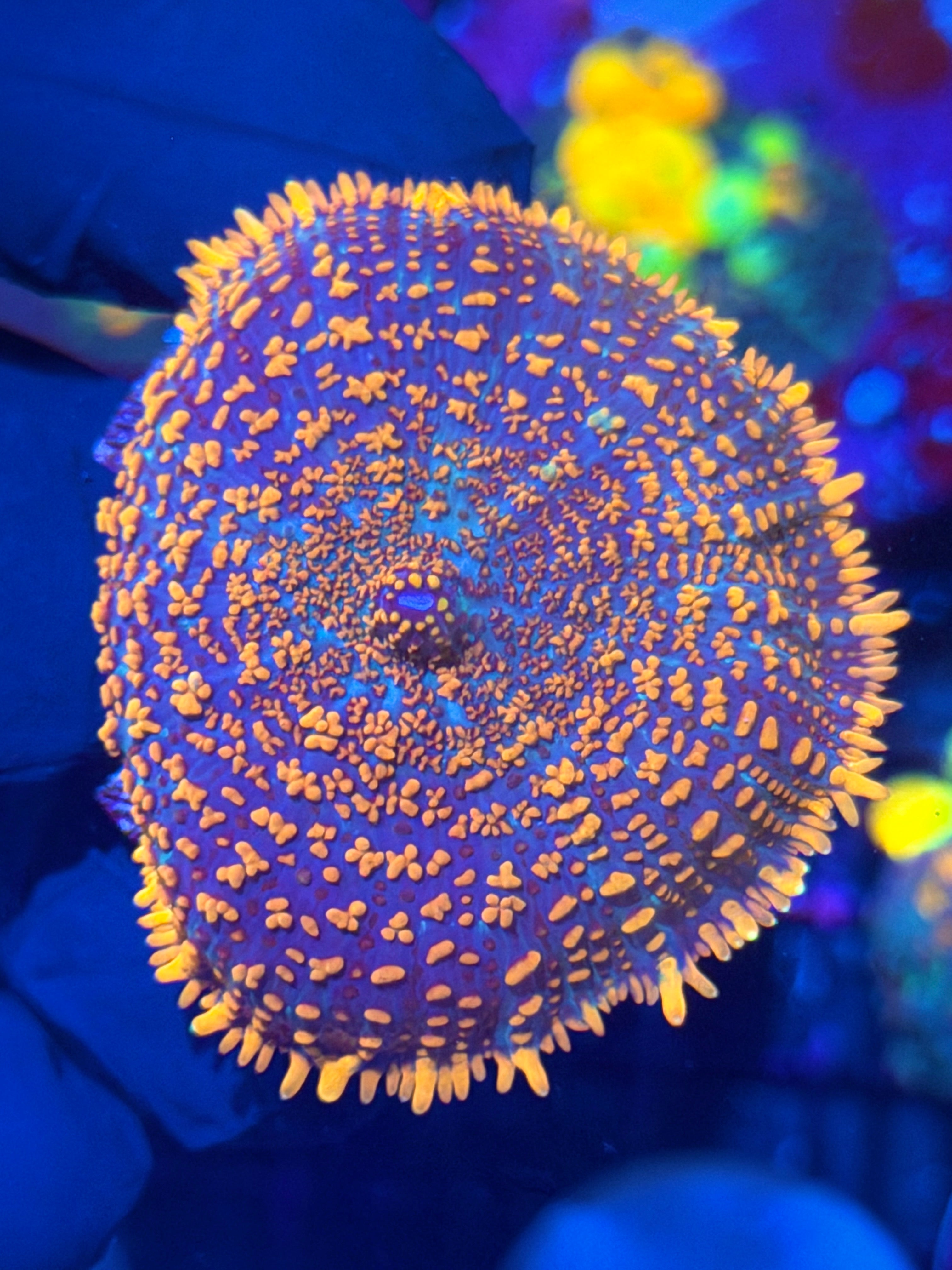 JEA Tequila Sunset Mushroom Coral XL 12/1