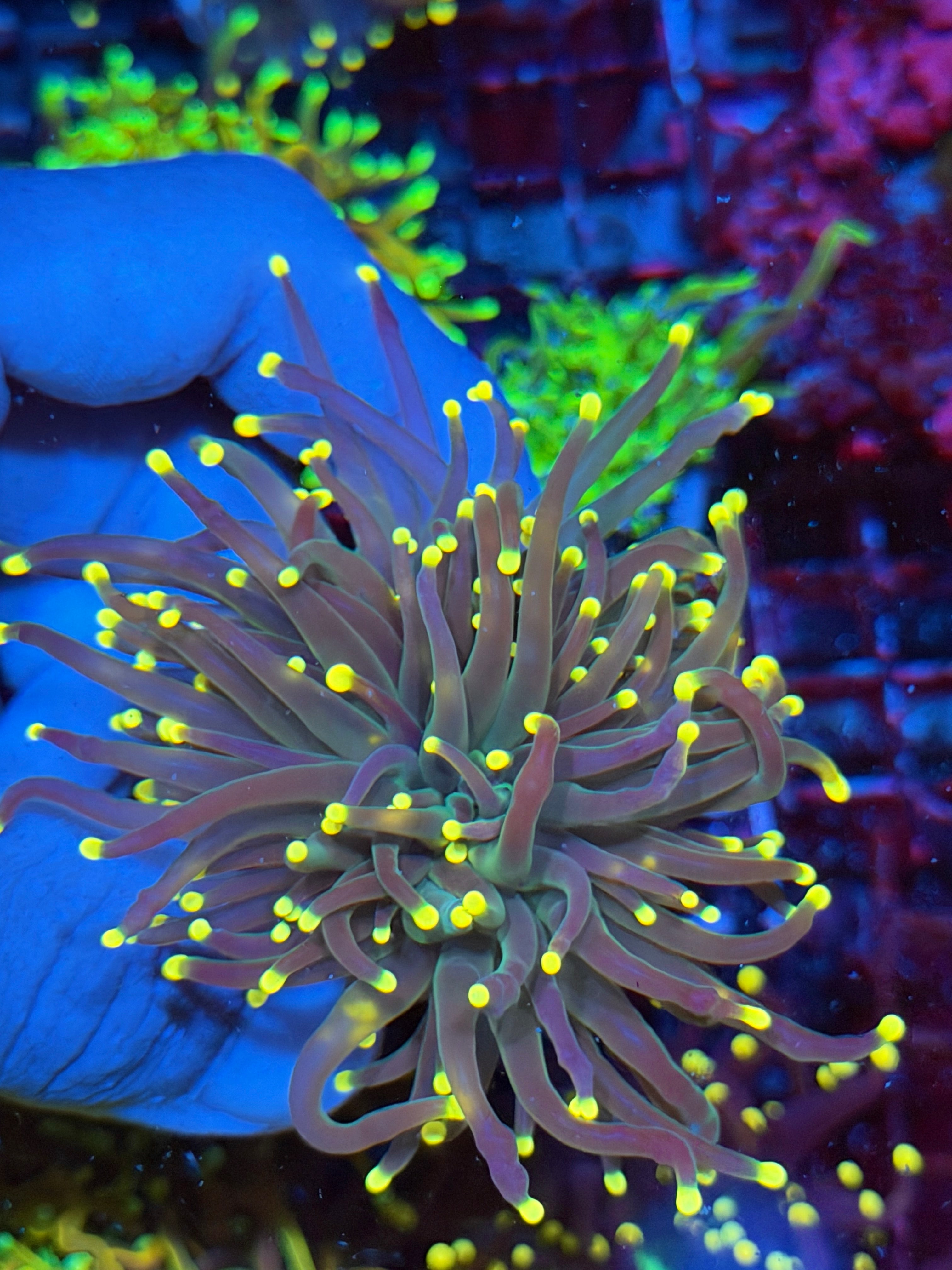 JEA Darksiders Torch Coral 2 HeadsXL
