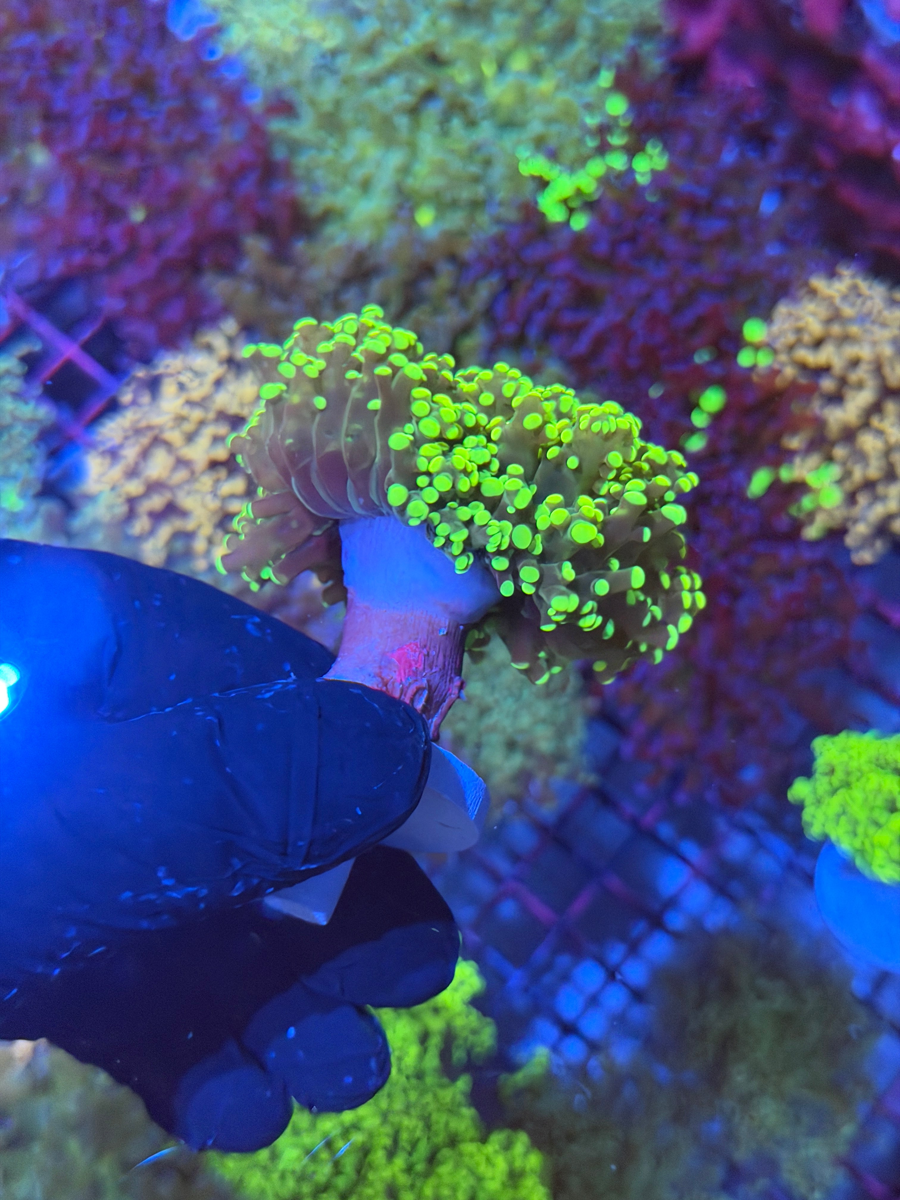 JEA Yellow Toxic Frogspawn Coral 1 XXL Head 7/9