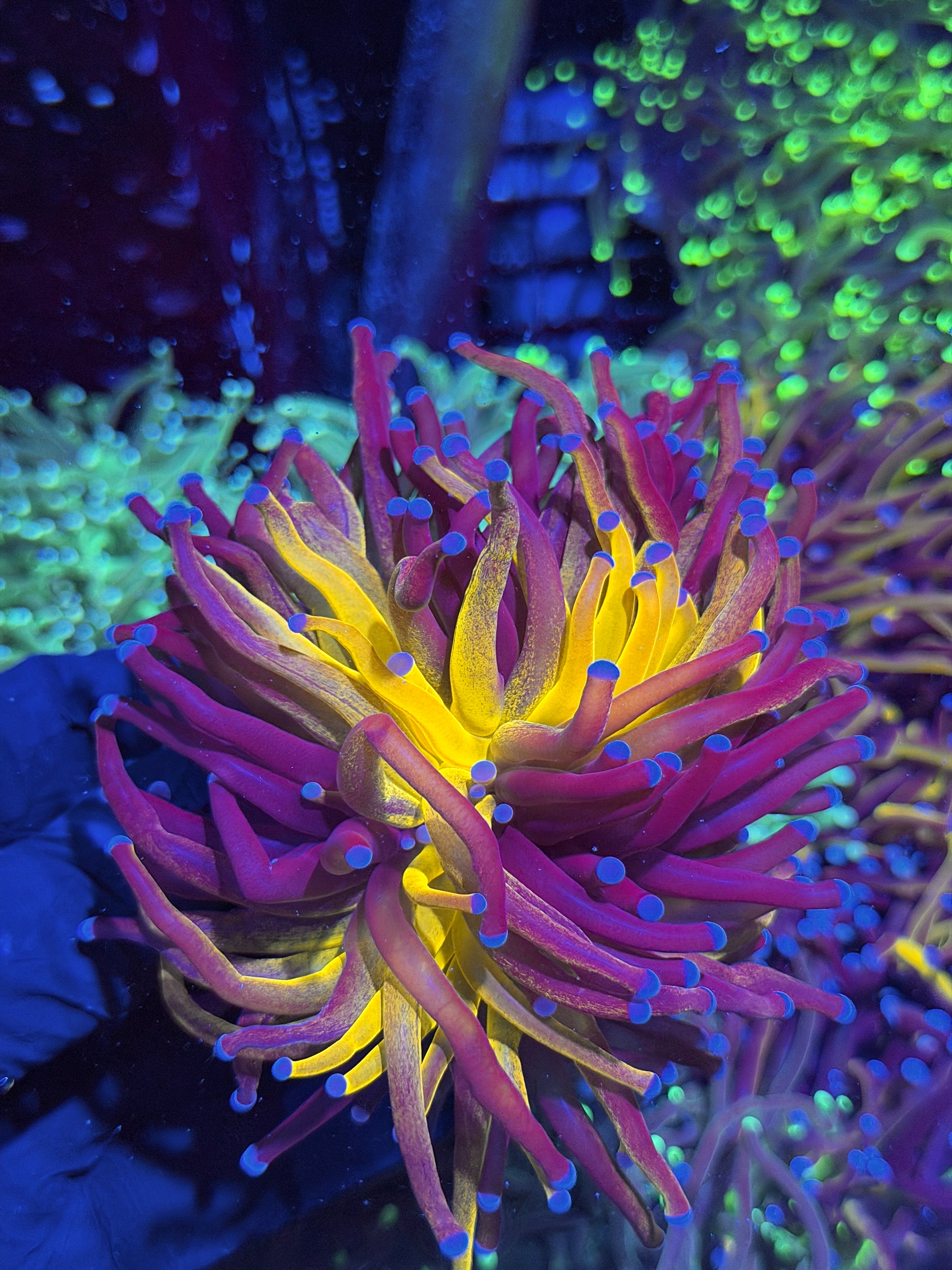 JEA Grafted Orange Tiger Torch Coral 1 XXL Head