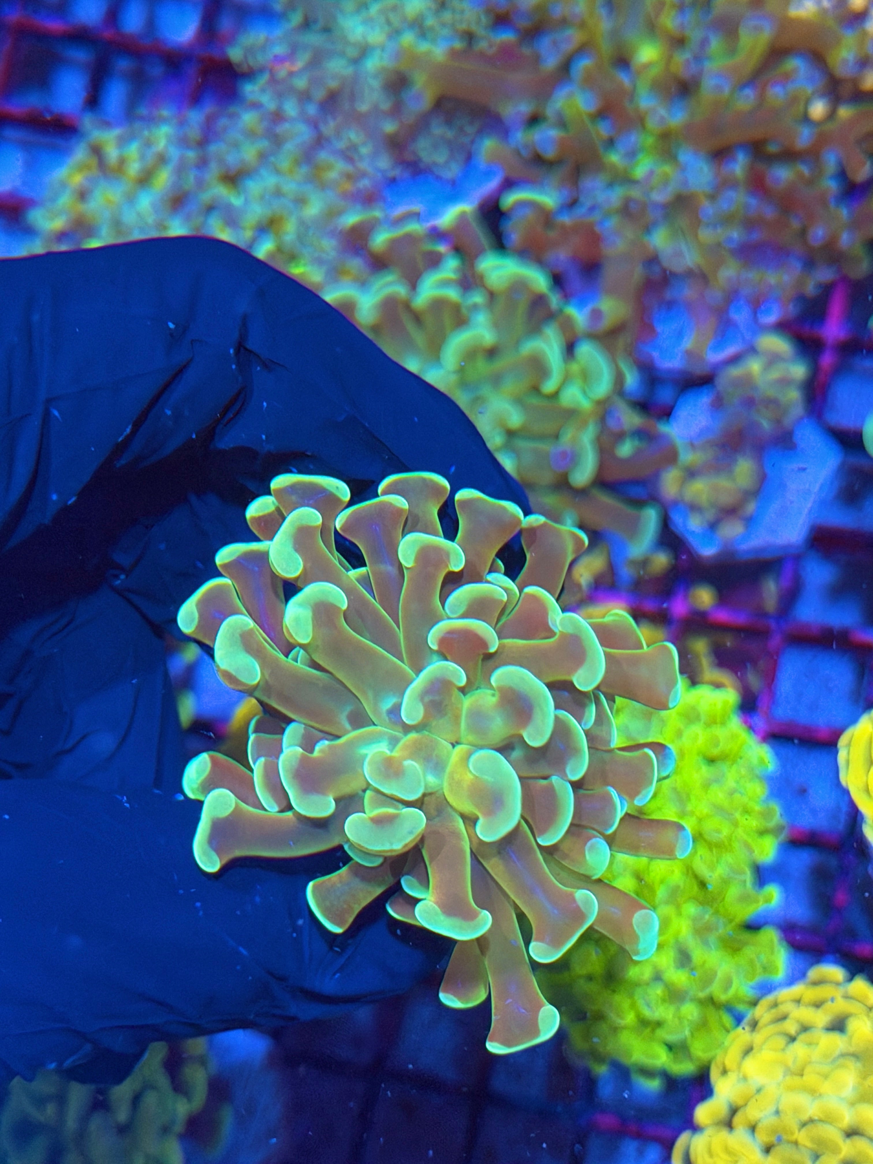 JEA Kaleidoscope Hammer Coral 1 XL Head 7/9