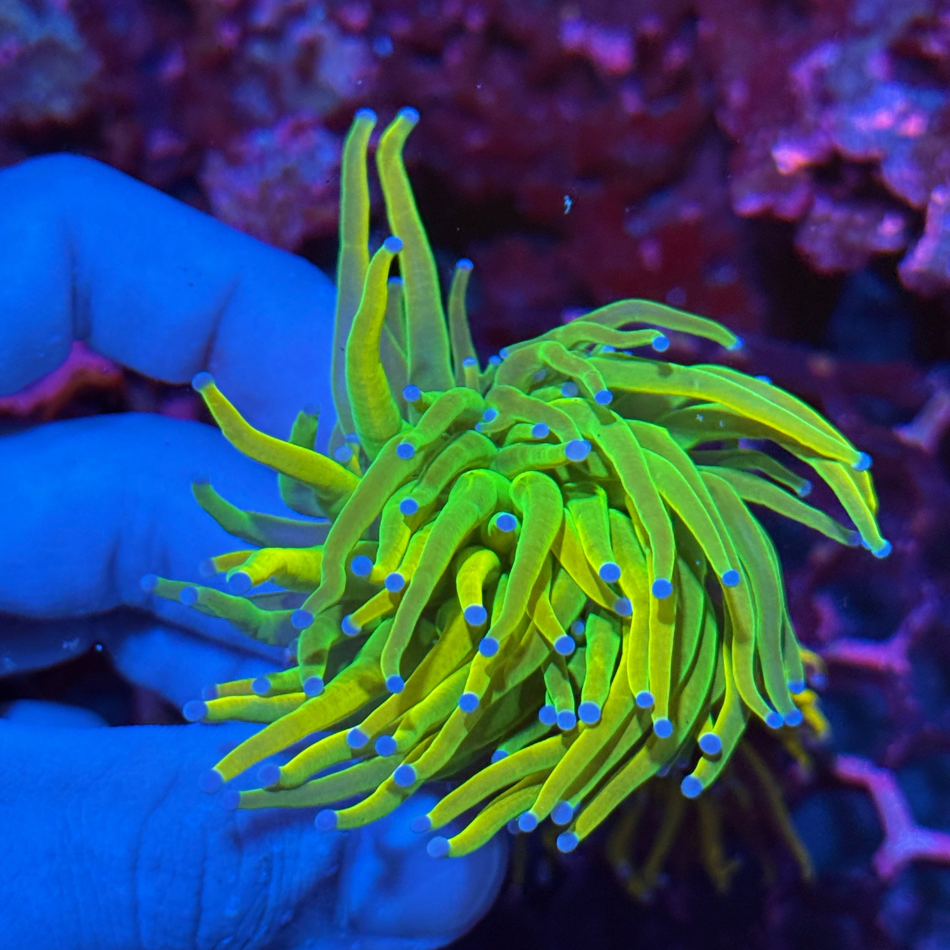 JEA Grinch Holy Grail Torch Coral 10/12