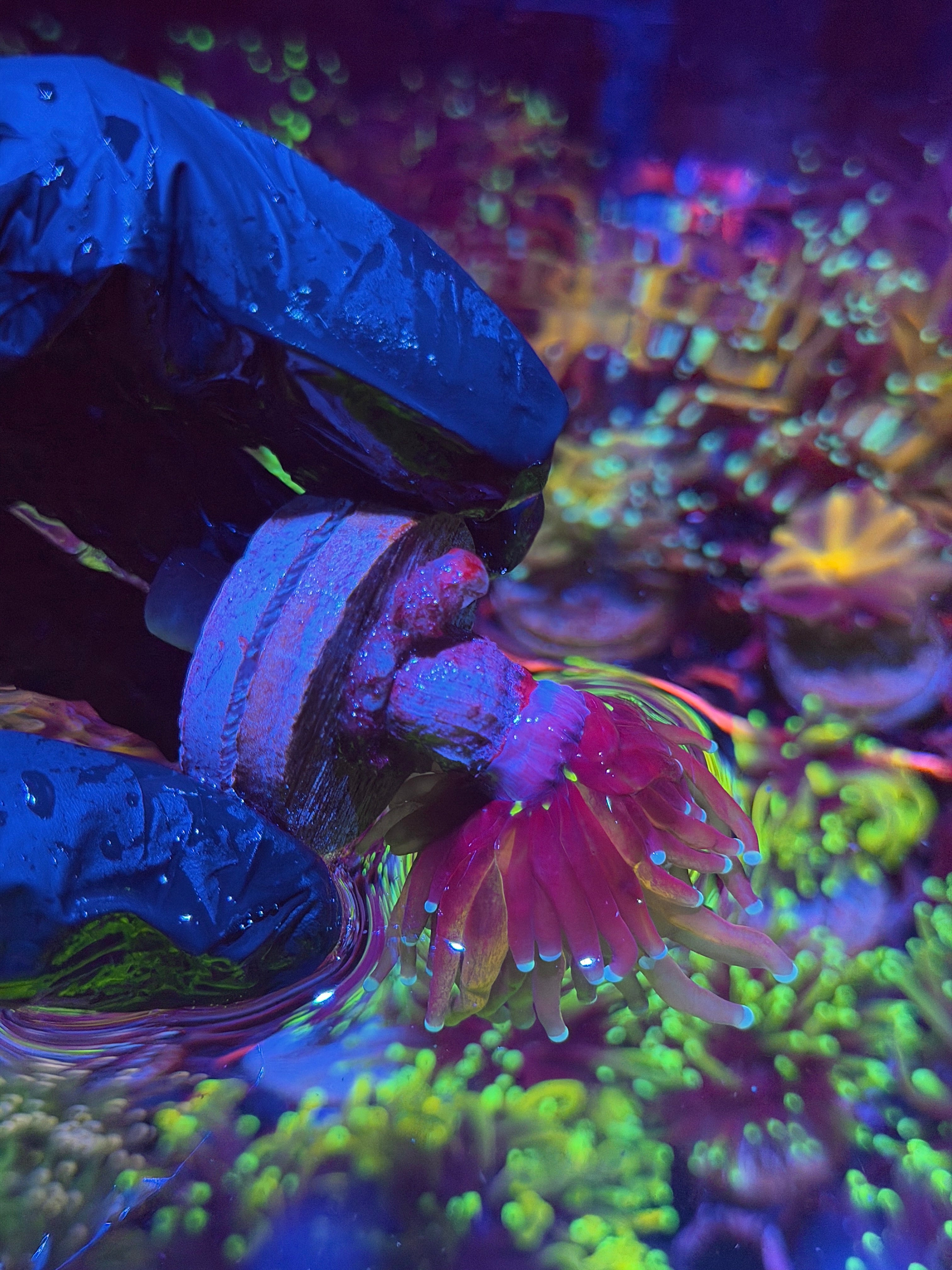 JEA Tiger 2.0 Torch Coral 1 XXL Head