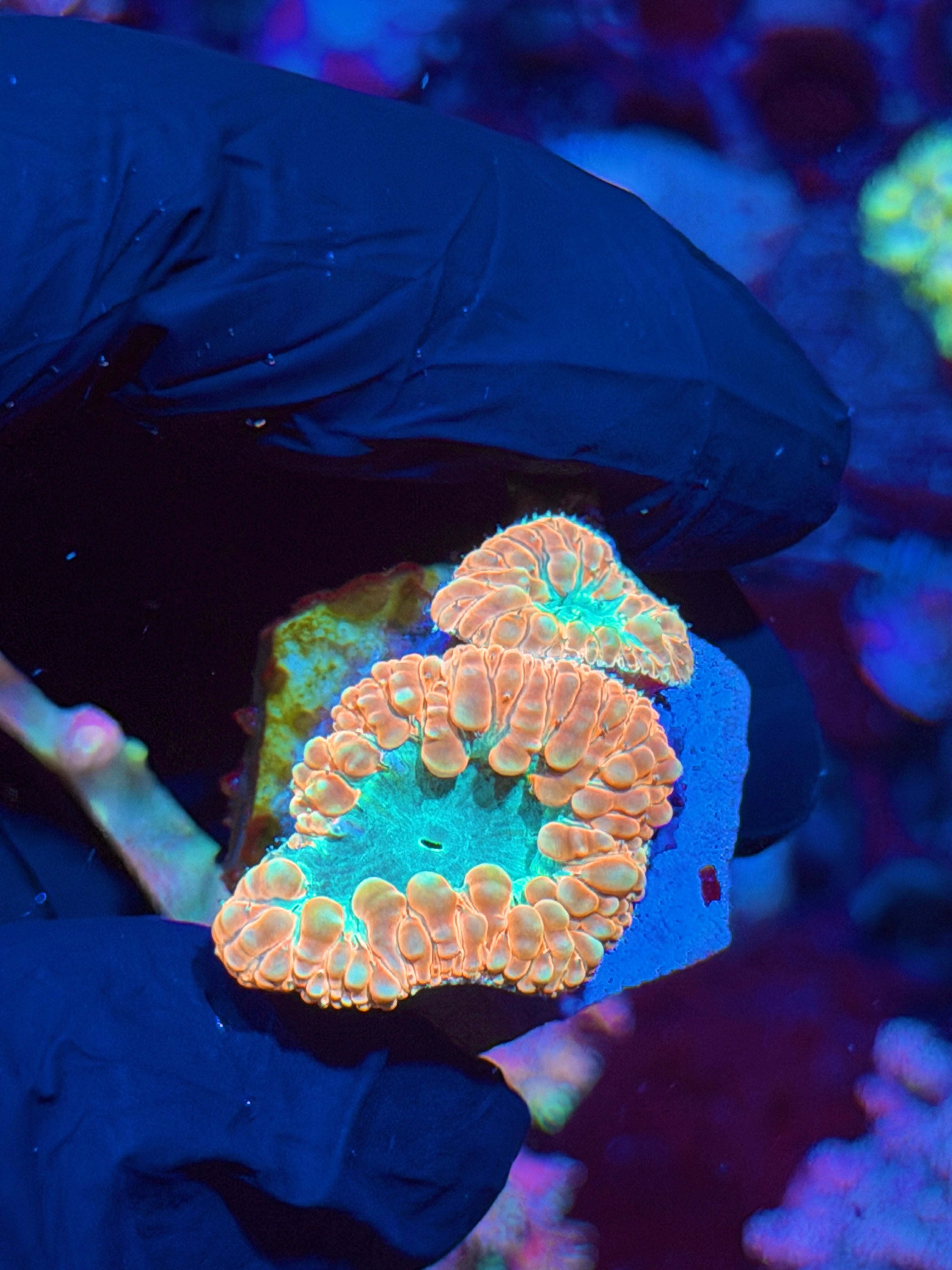 JEA Creamsicle Blastomussa Coral 2 XL Heads 5/15