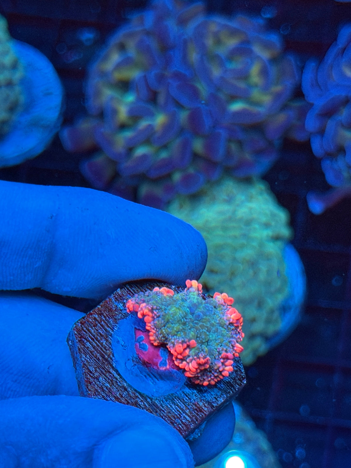 JEA Frankenstein Bounce Mushroom Coral 9/22