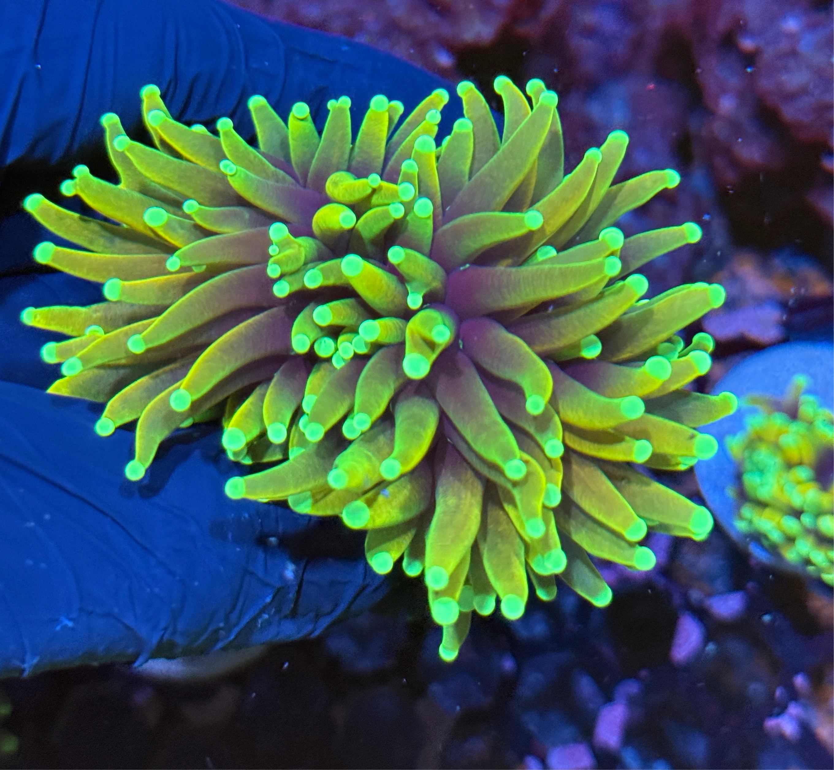 JEA Hellfire Torch Coral 2 Heads Splitting XL