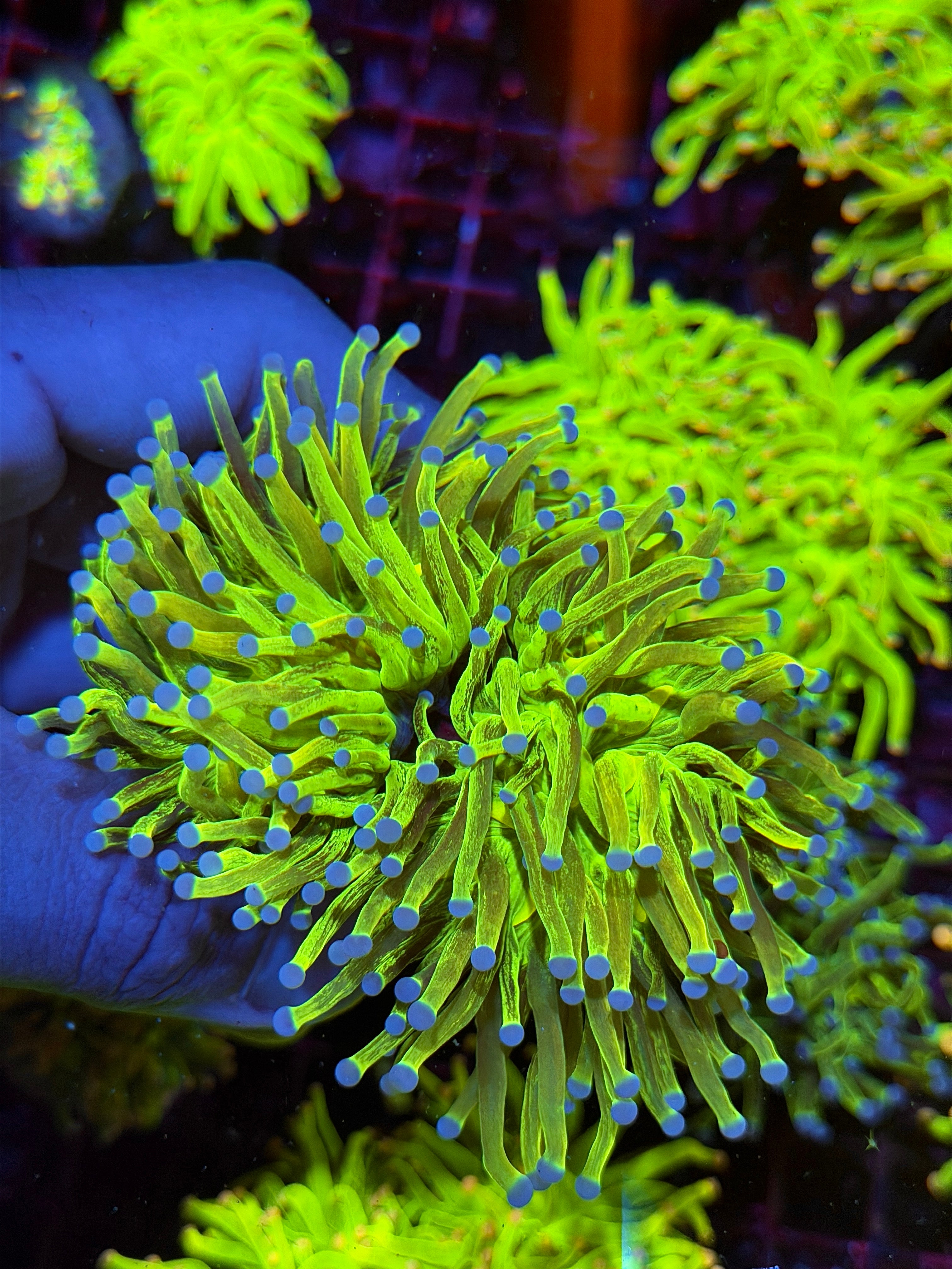 JEA Malaysian Glitter Holy Grail Torch Coral 2 XXL Heads