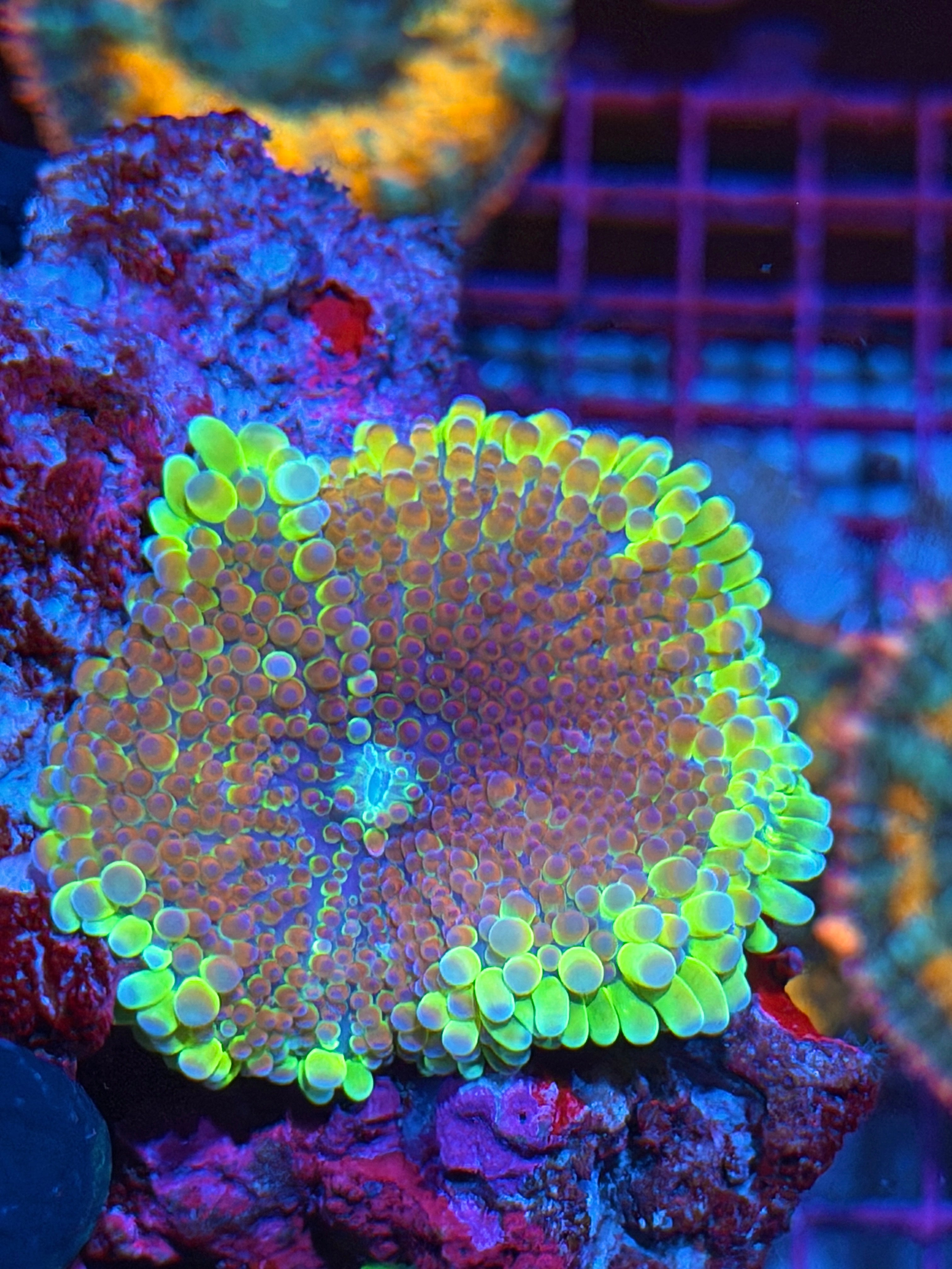 JEA Ice Cream Sundae Yuma Mushroom Coral XXXL 7/10