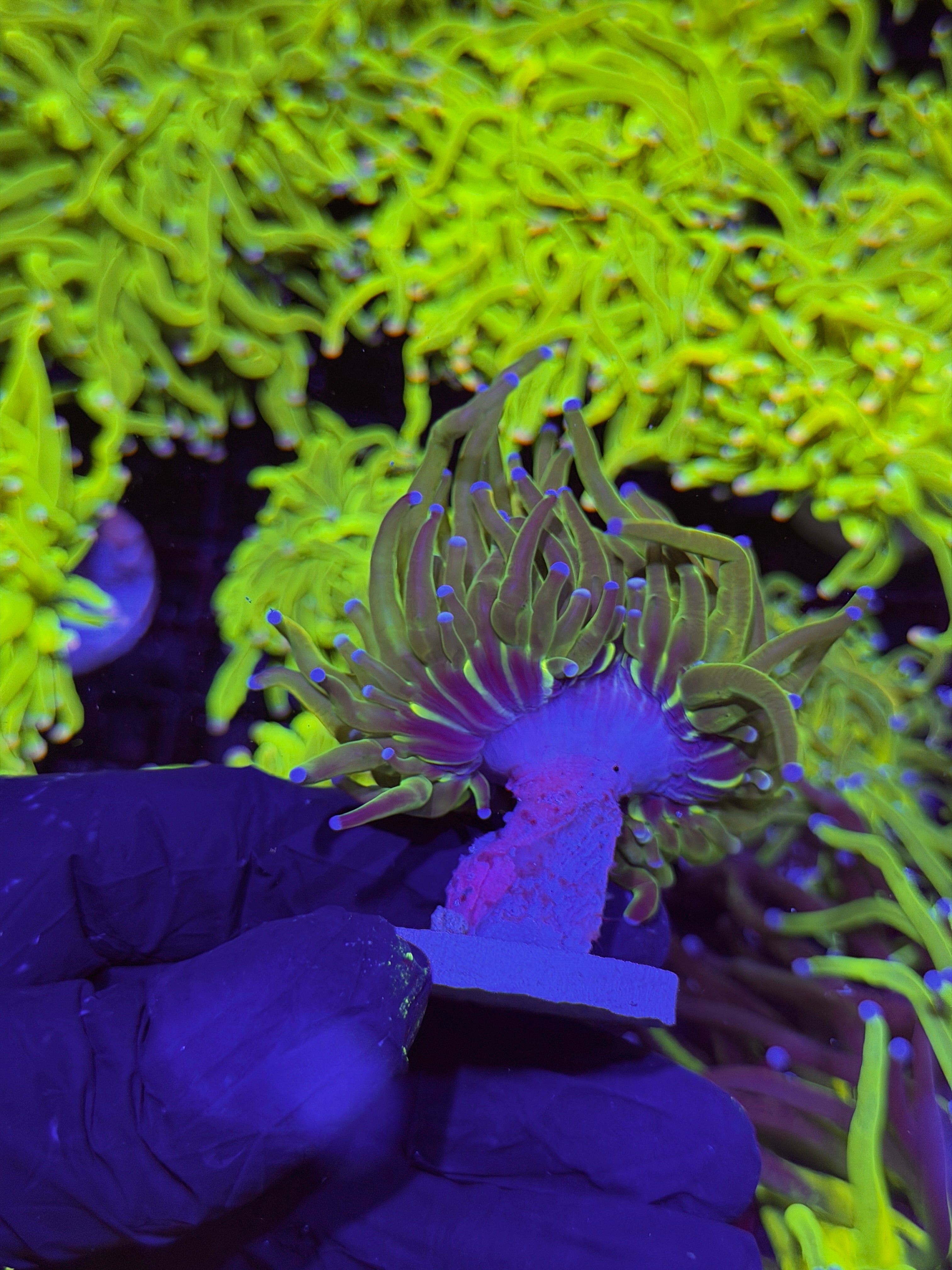 JEA Yellow Holy Grail Torch Coral 1 XL Head