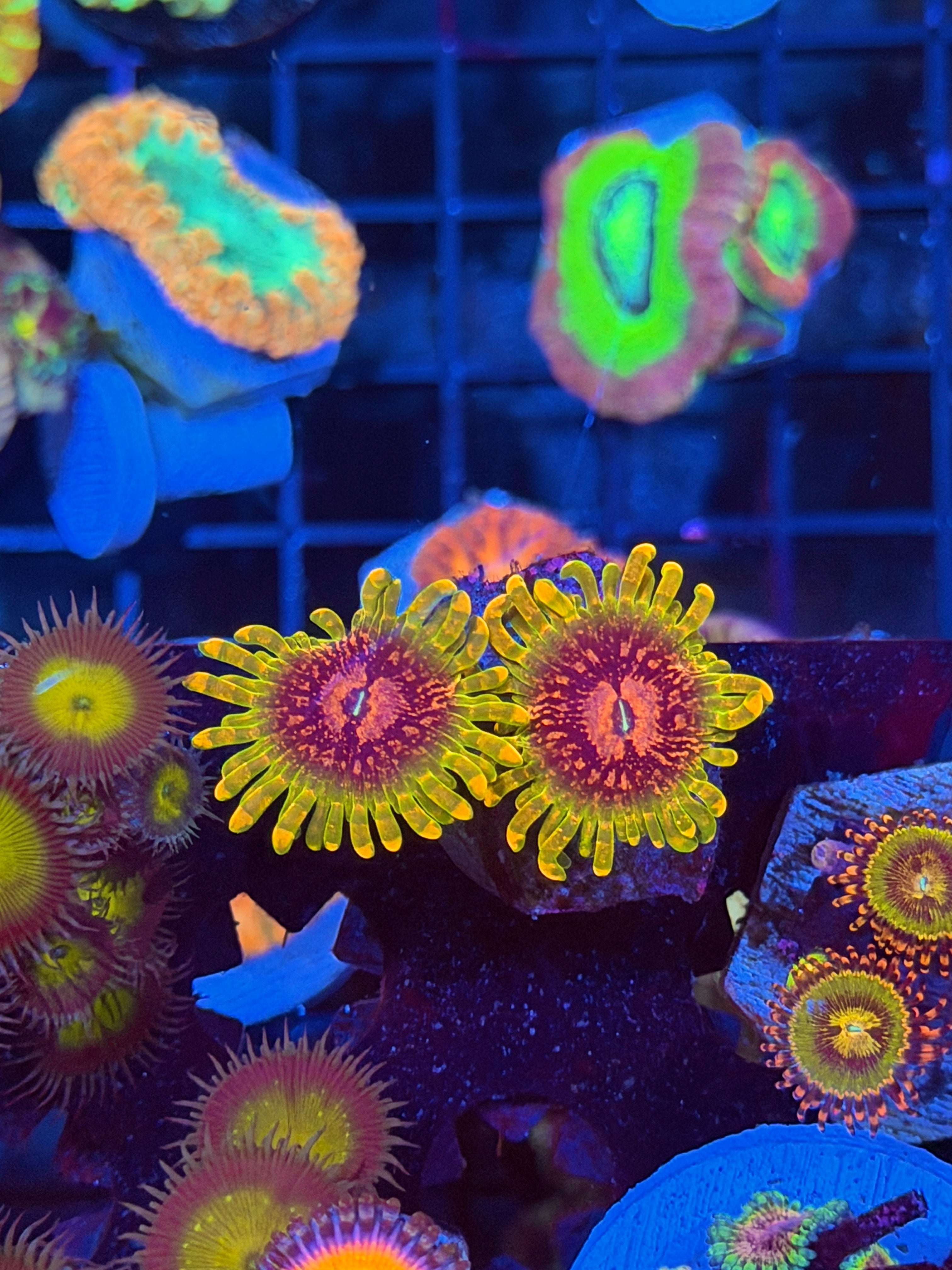 GMK Grand Master Krakatoa Zoanthid Coral 2 XL Polyps 5/2