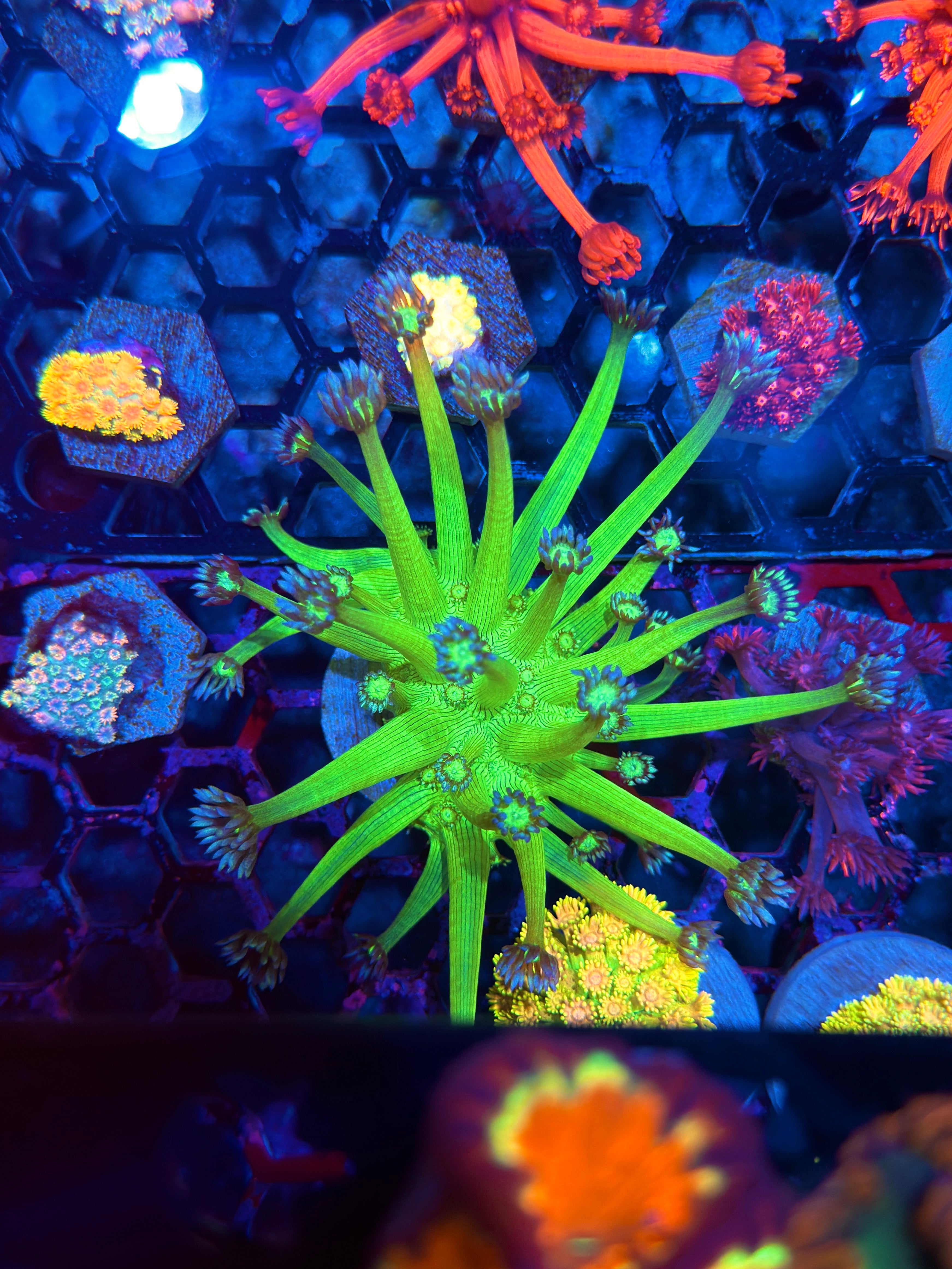 JEA Glo Stick Goniopora Coral Mini Colony XL 8/7