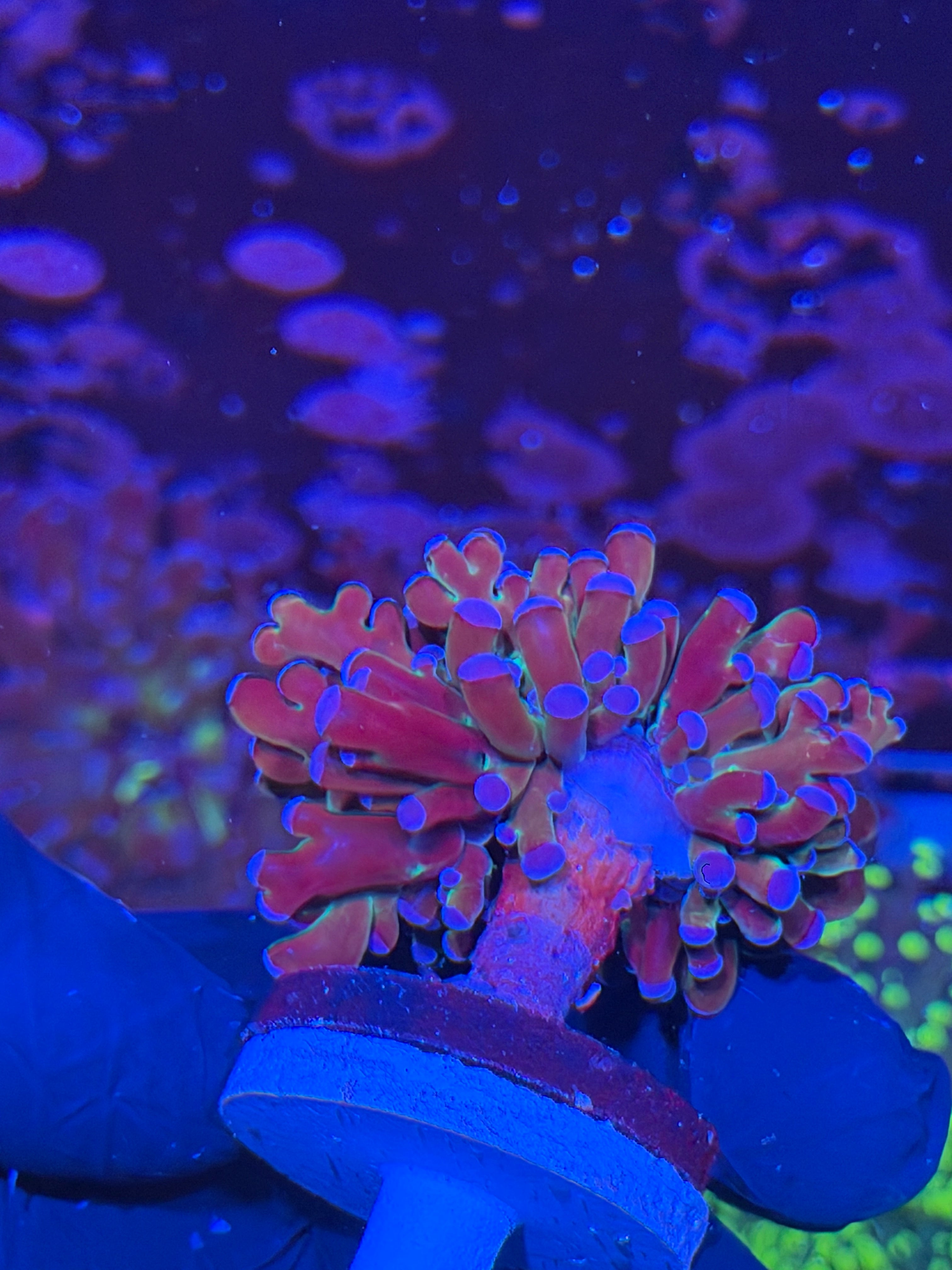 JEA Mardi Gras frogspawn Coral Grafted 1 XL Head Splitting 7/21