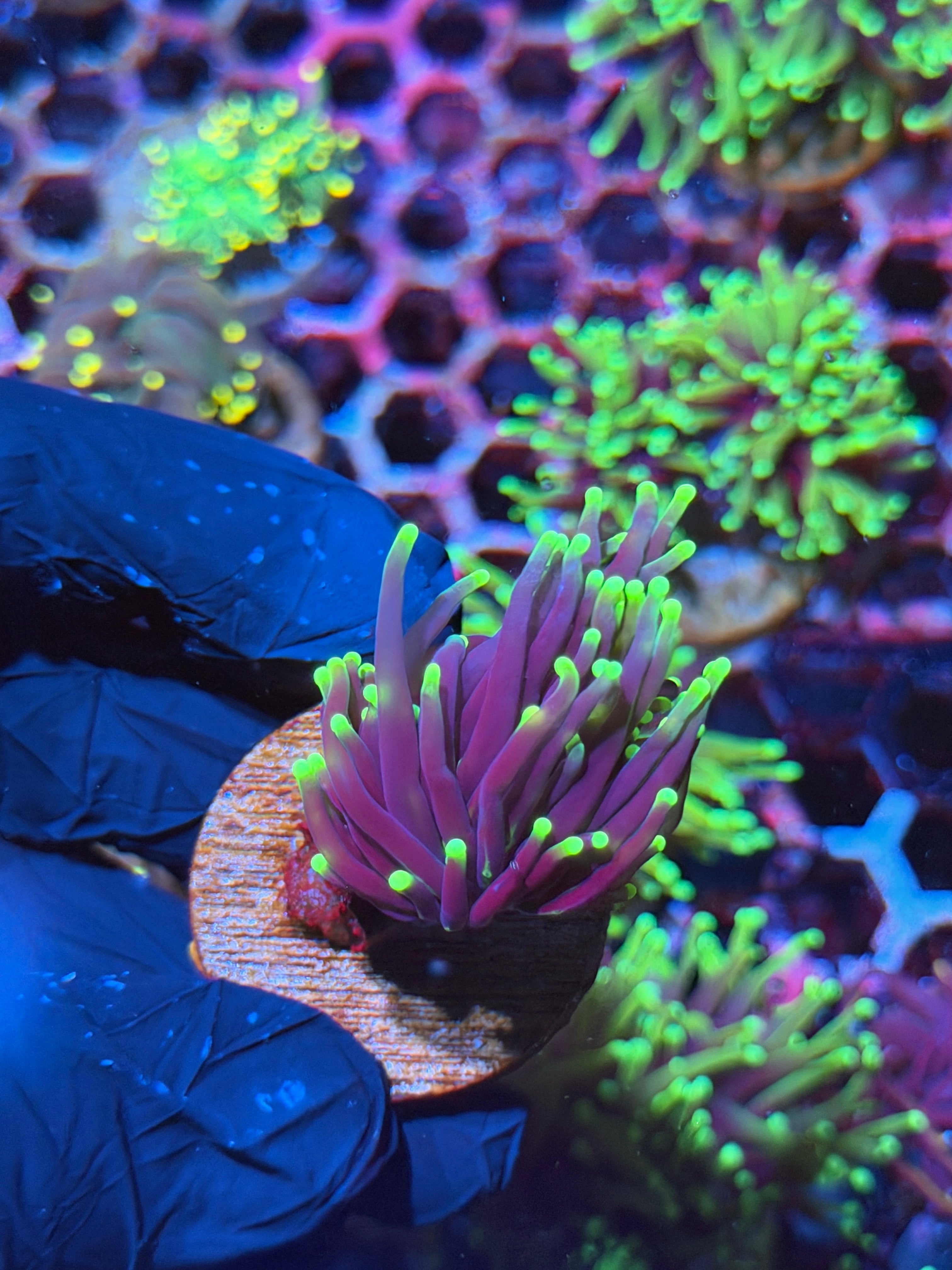 JEA Grim Reaper Torch Coral 1 XL Head 8/28