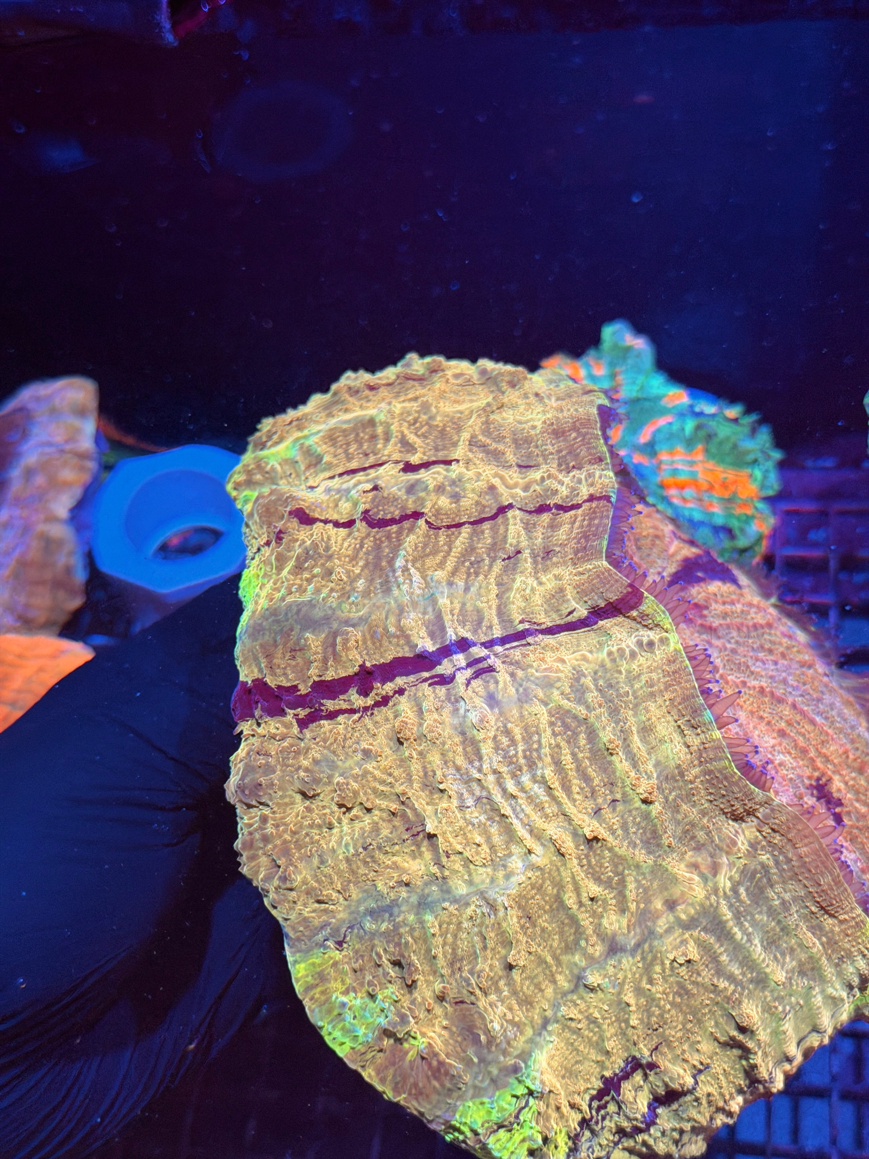 Insane Yellow Striped Acanthophyllia Meat Coral XXXL Show Piece 8/29