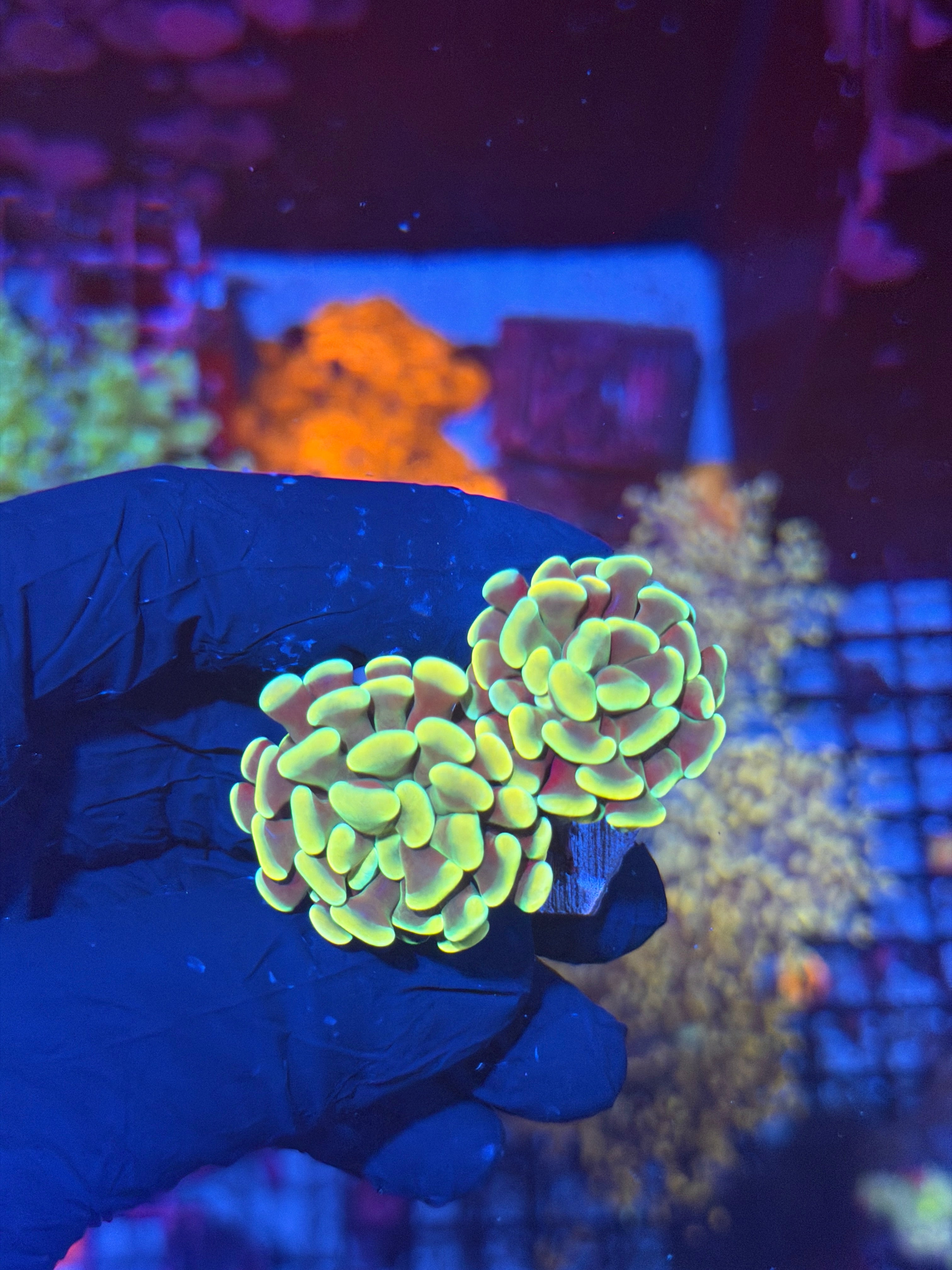 JEA Jellybean Hammer Coral 2 Heads 8/7